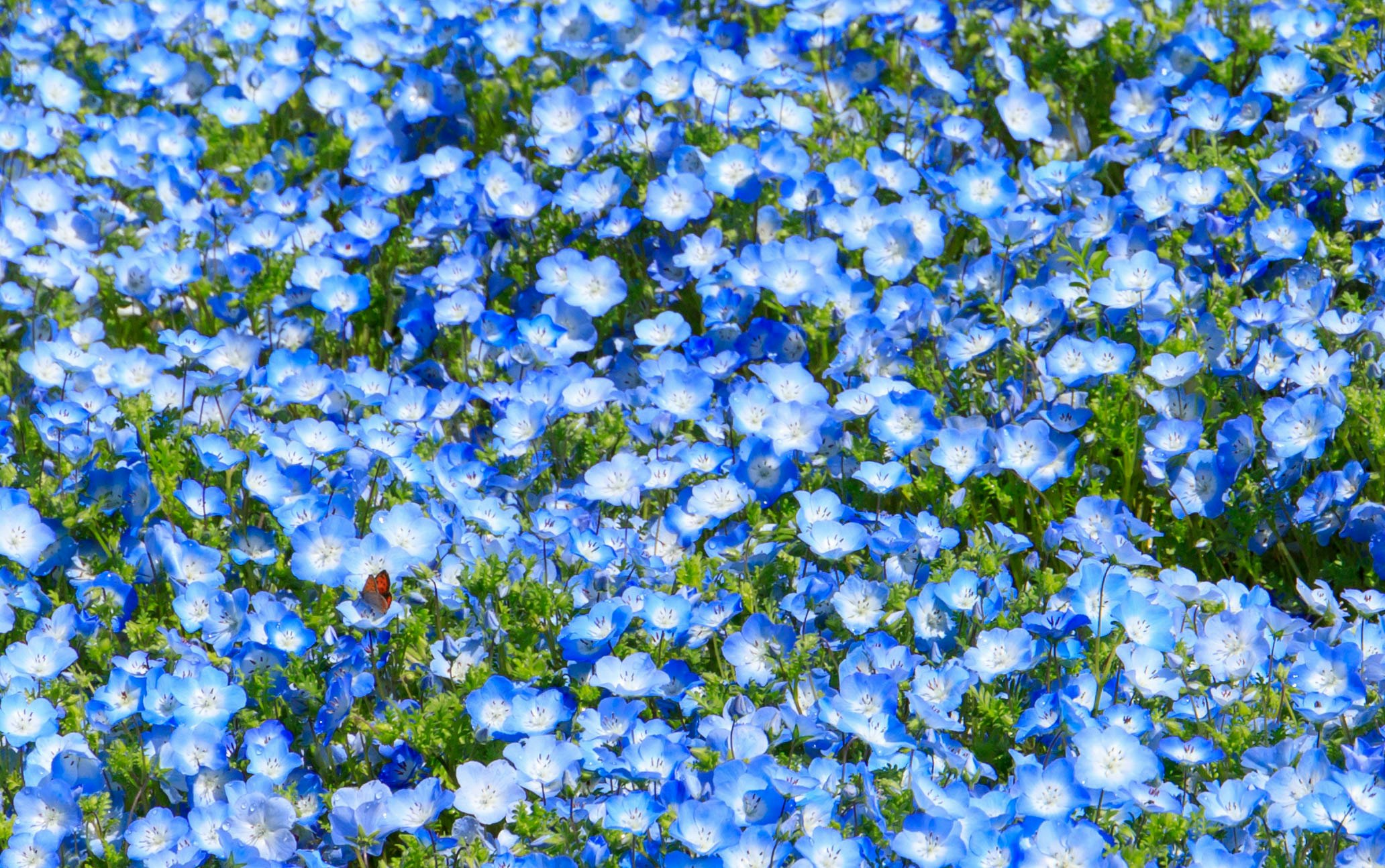 primer plano de flores azules en plena floración