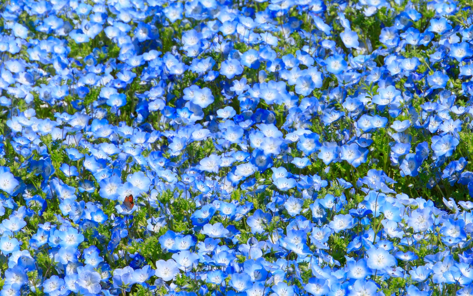 Un beau paysage couvert de fleurs bleues