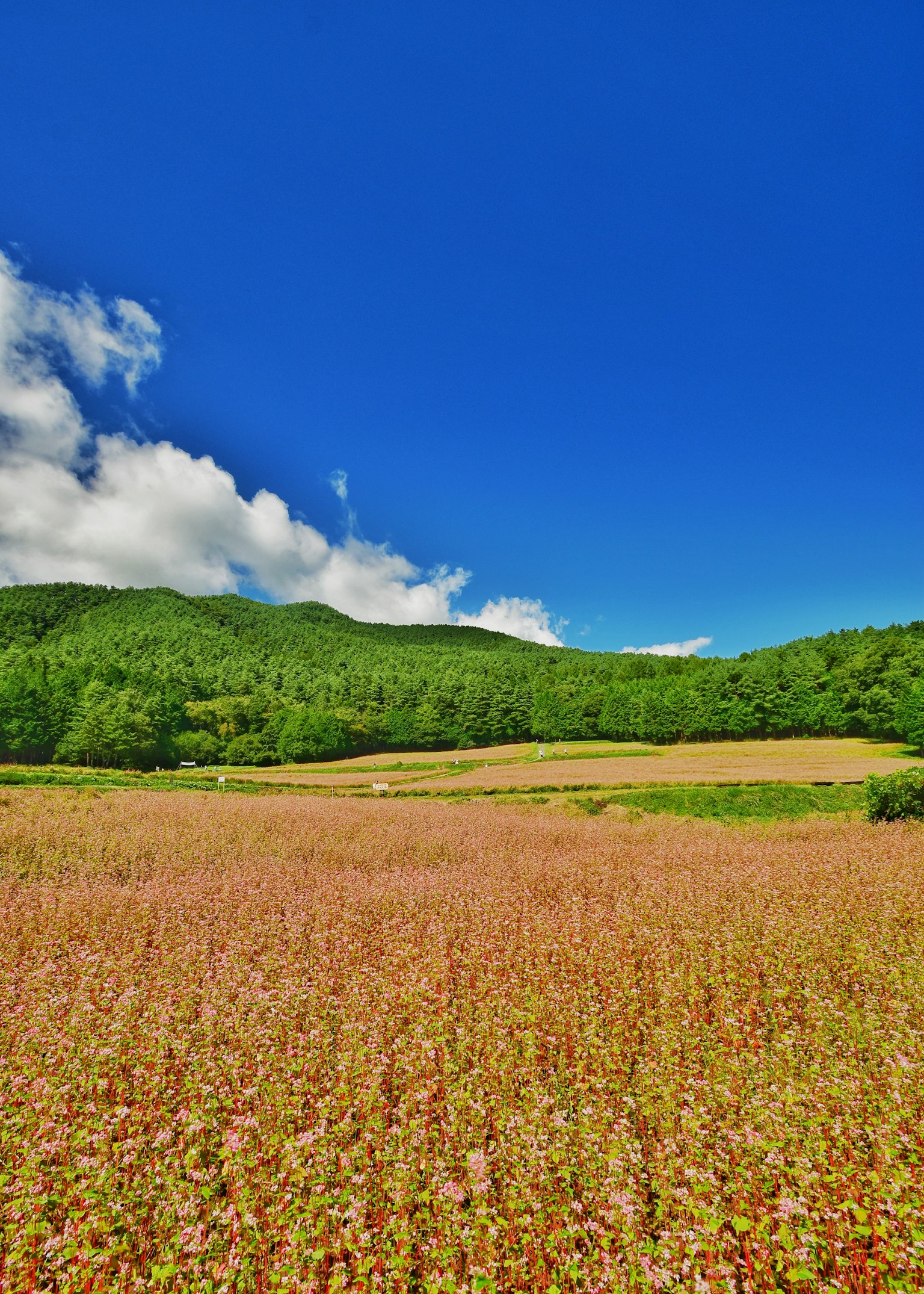 Ein weites Feld mit bunten Blumen unter einem strahlend blauen Himmel mit flauschigen weißen Wolken