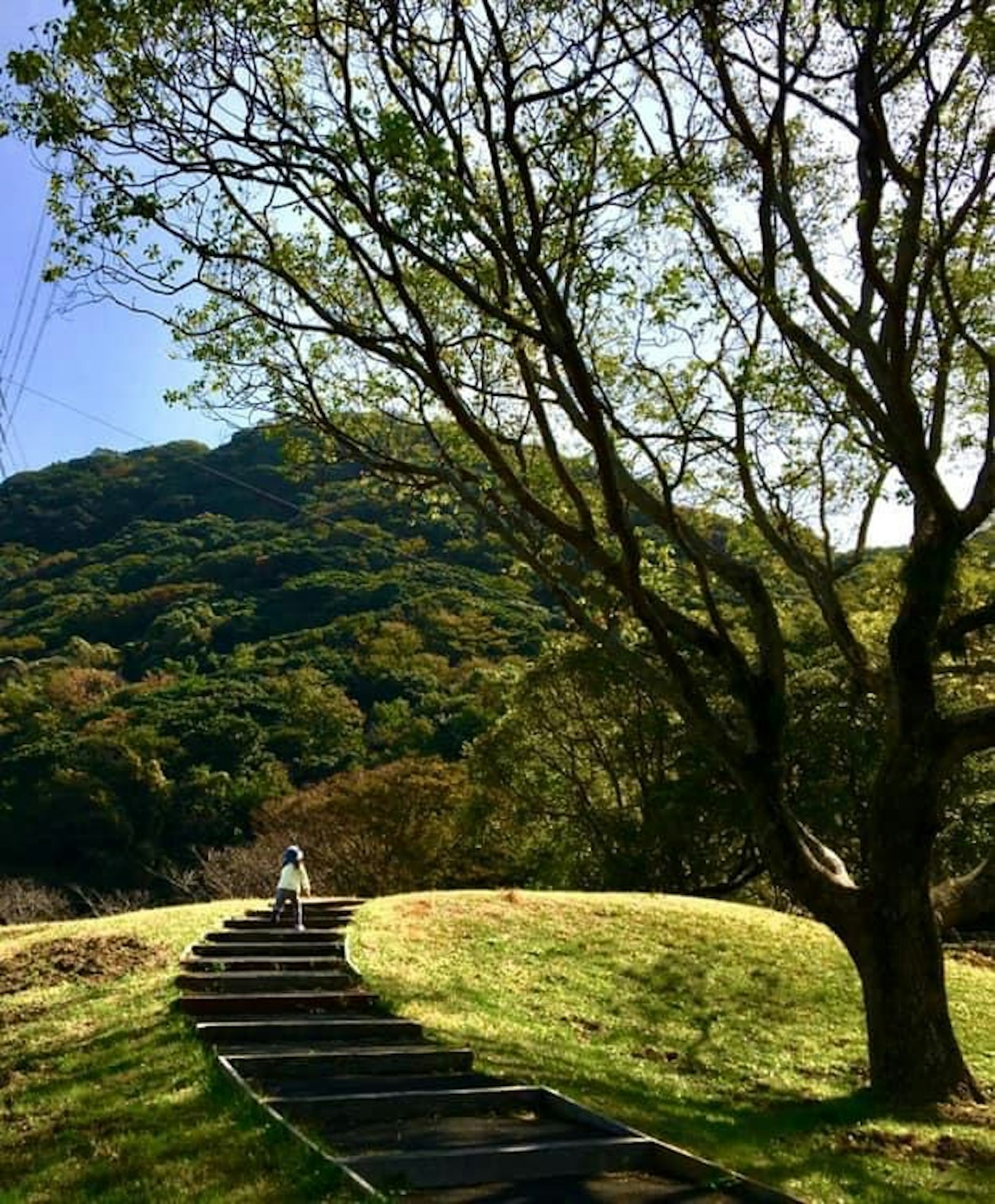 Scenic view of a winding path and tree on a green hill