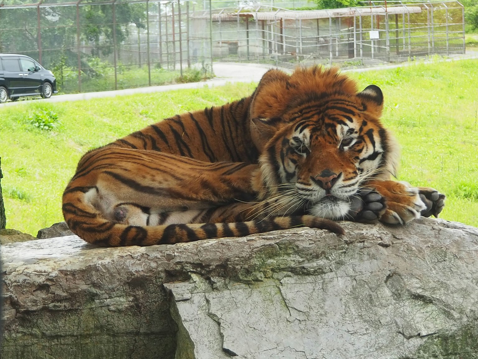 Tigre descansando sobre una roca en un entorno verde
