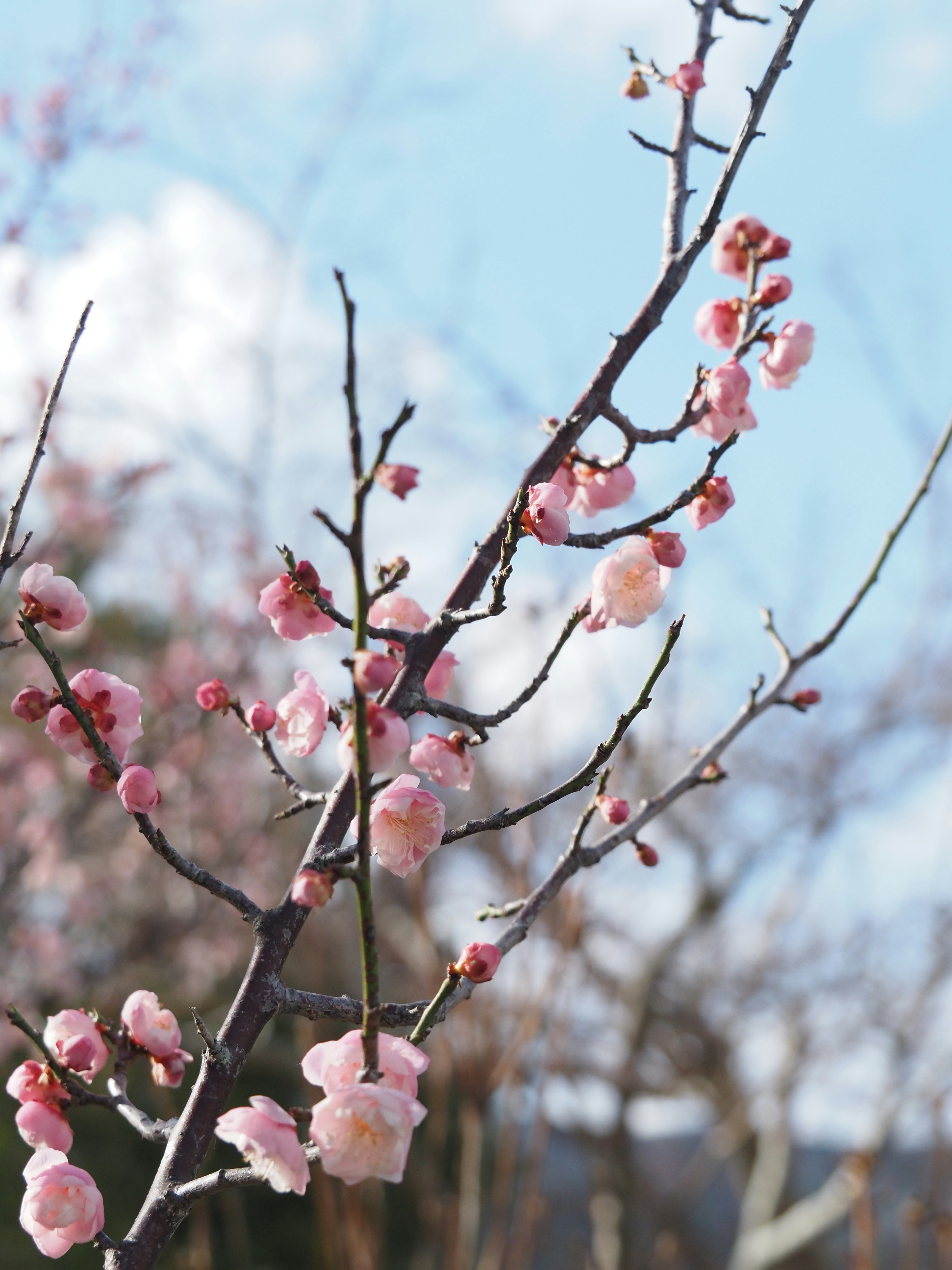 梅の花が咲く枝と春の青空の背景