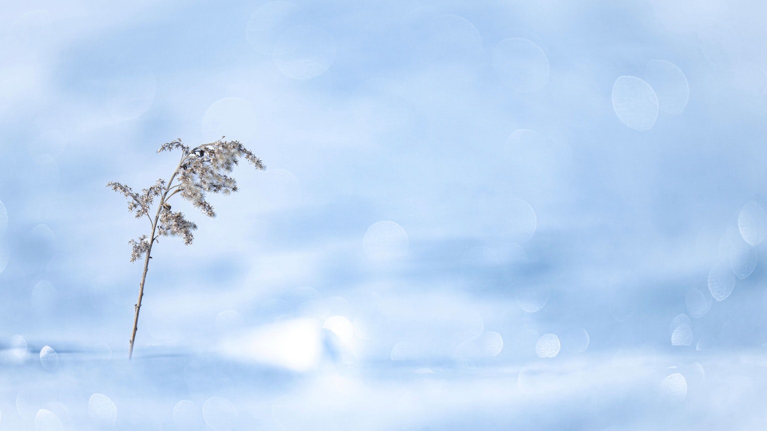 Ein schlanker Pflanzenstängel steht im Schnee