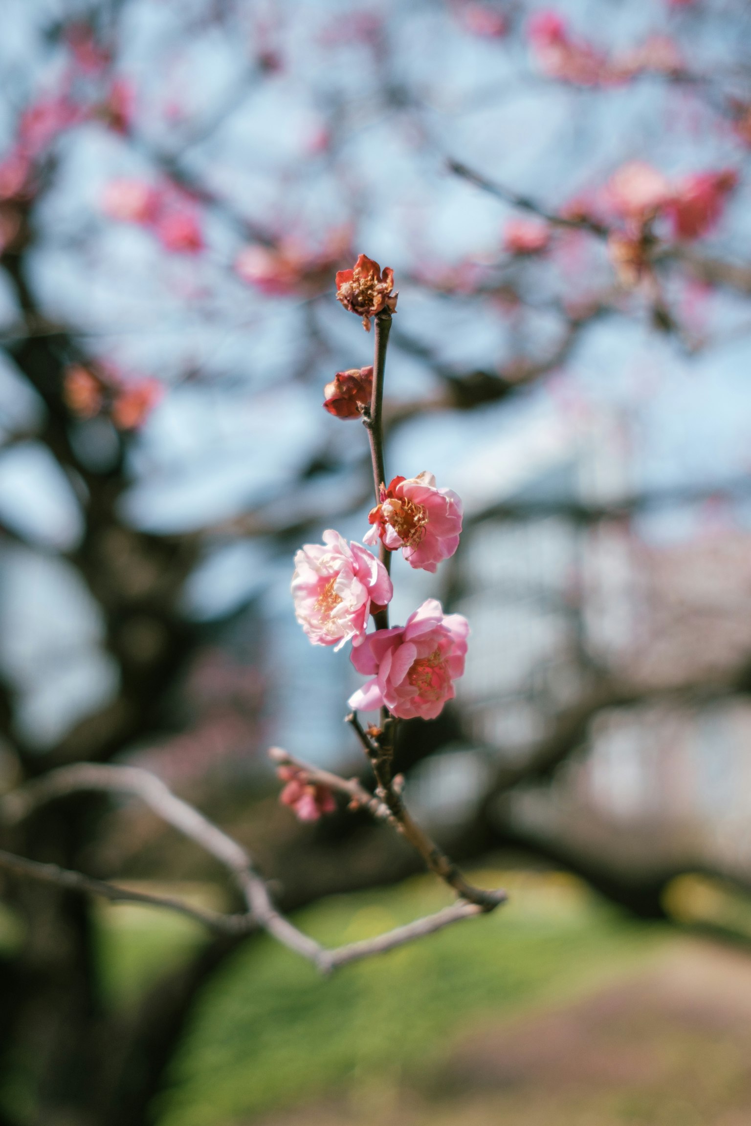 Close-up of beautiful cherry blossoms on a branch