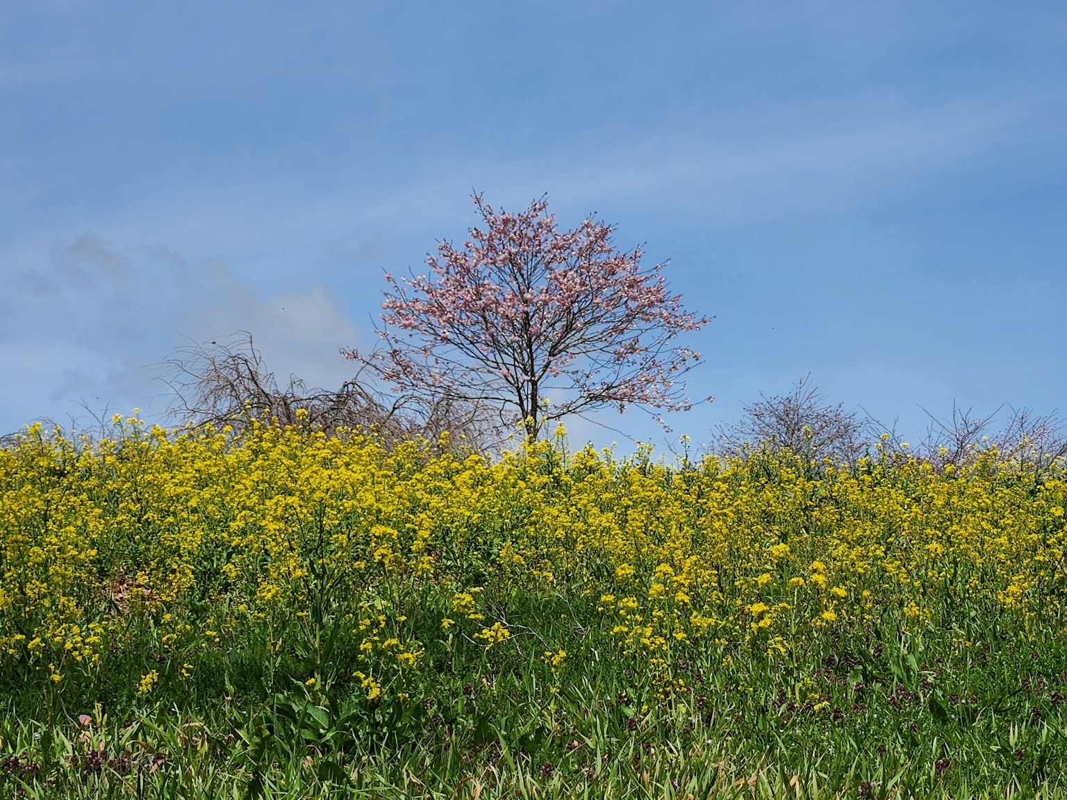 Fiori gialli che fioriscono sotto un cielo blu con un albero rosa