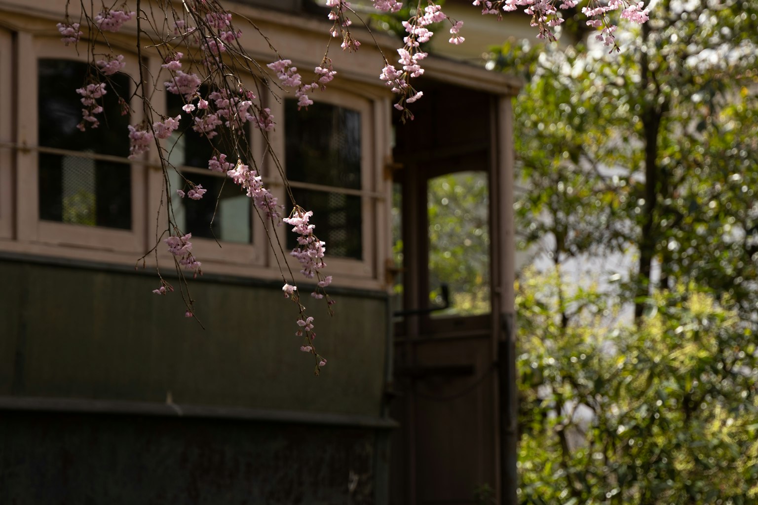 Part of a green cabin with cherry blossoms and surrounding nature
