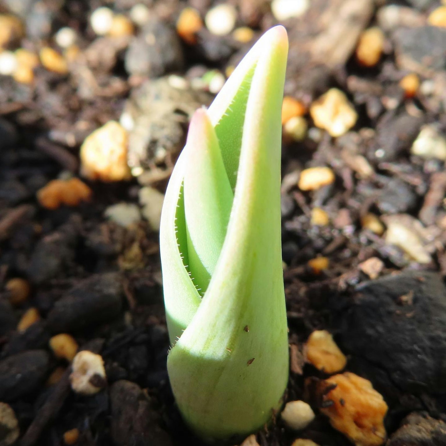 Green sprout emerging from soil with curled leaves