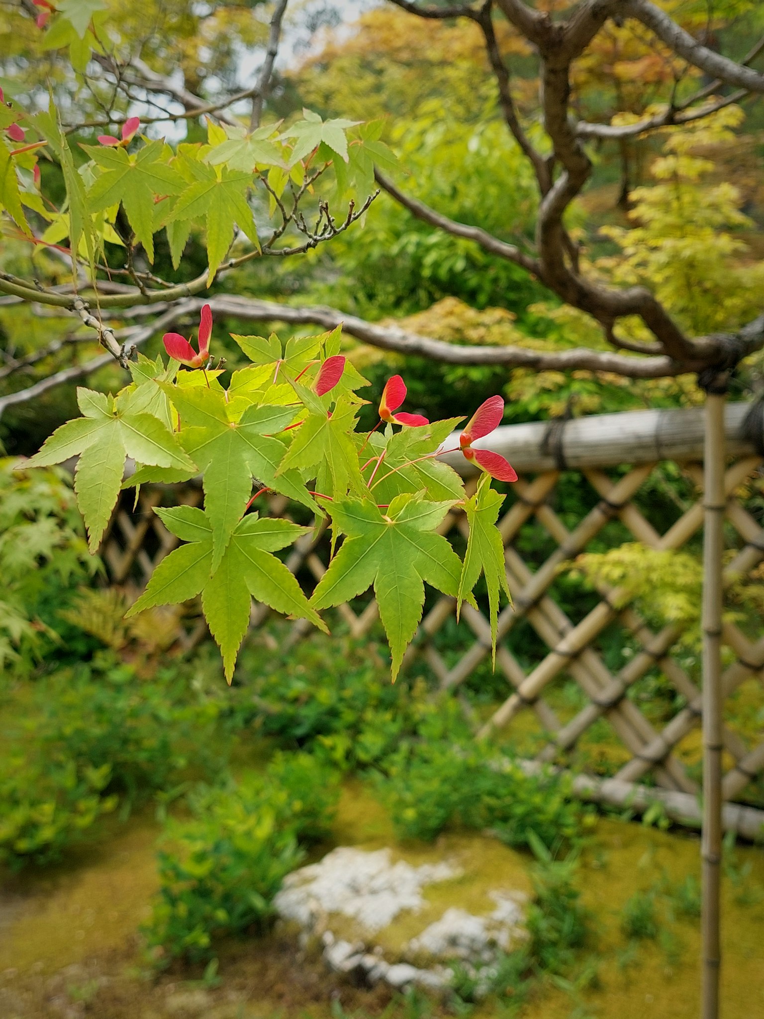 一個日本花園，特色是生機勃勃的綠色葉子和紅色花朵