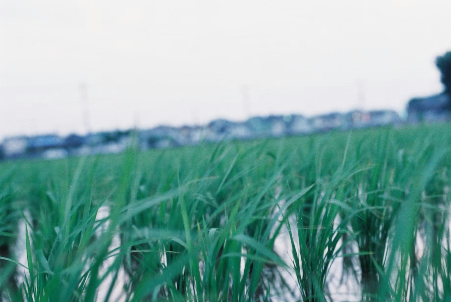 Cây lúa xanh tươi trong cánh đồng ngập nước
