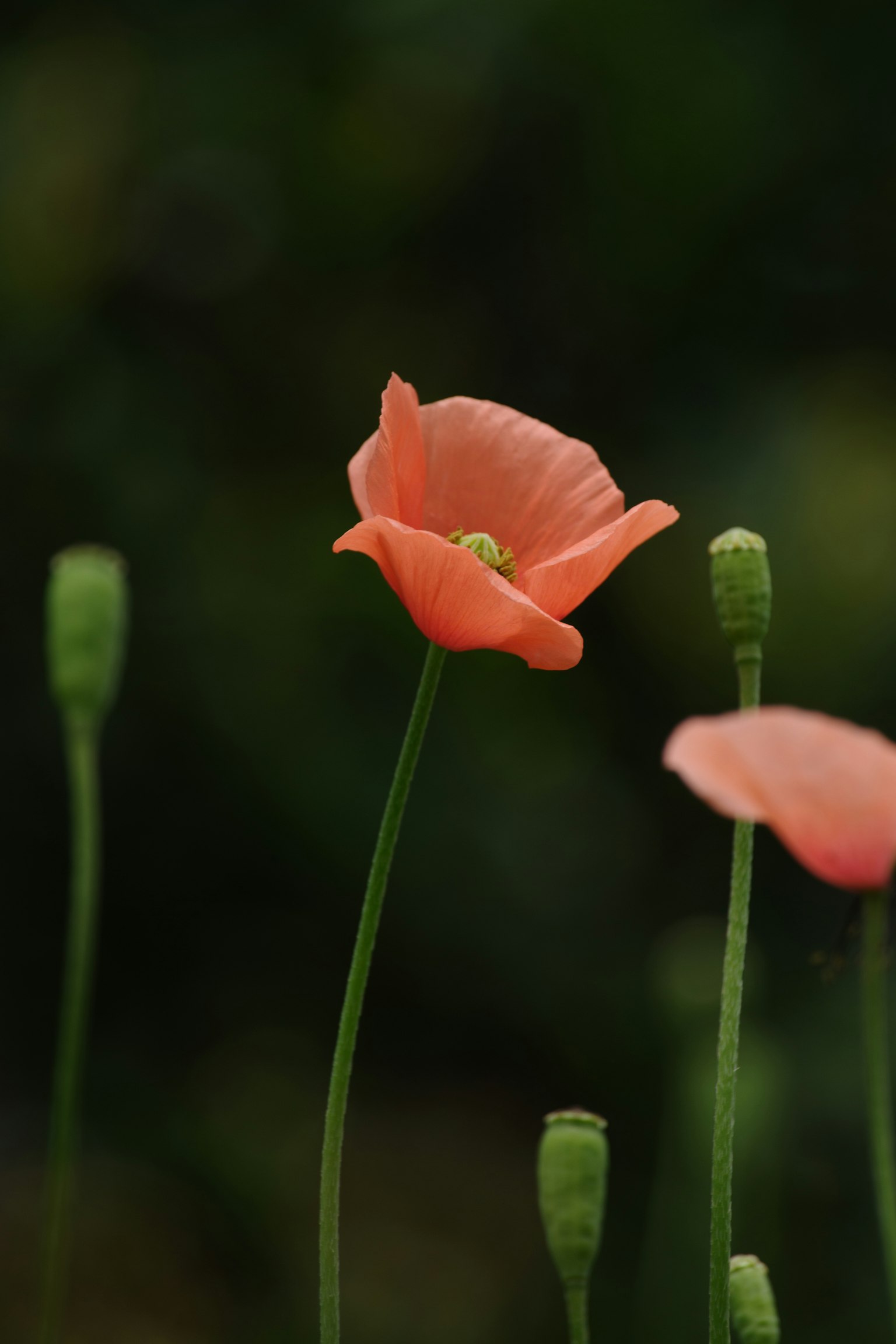 Fleur de pavot corail unique se tenant debout avec des boutons verts en arrière-plan
