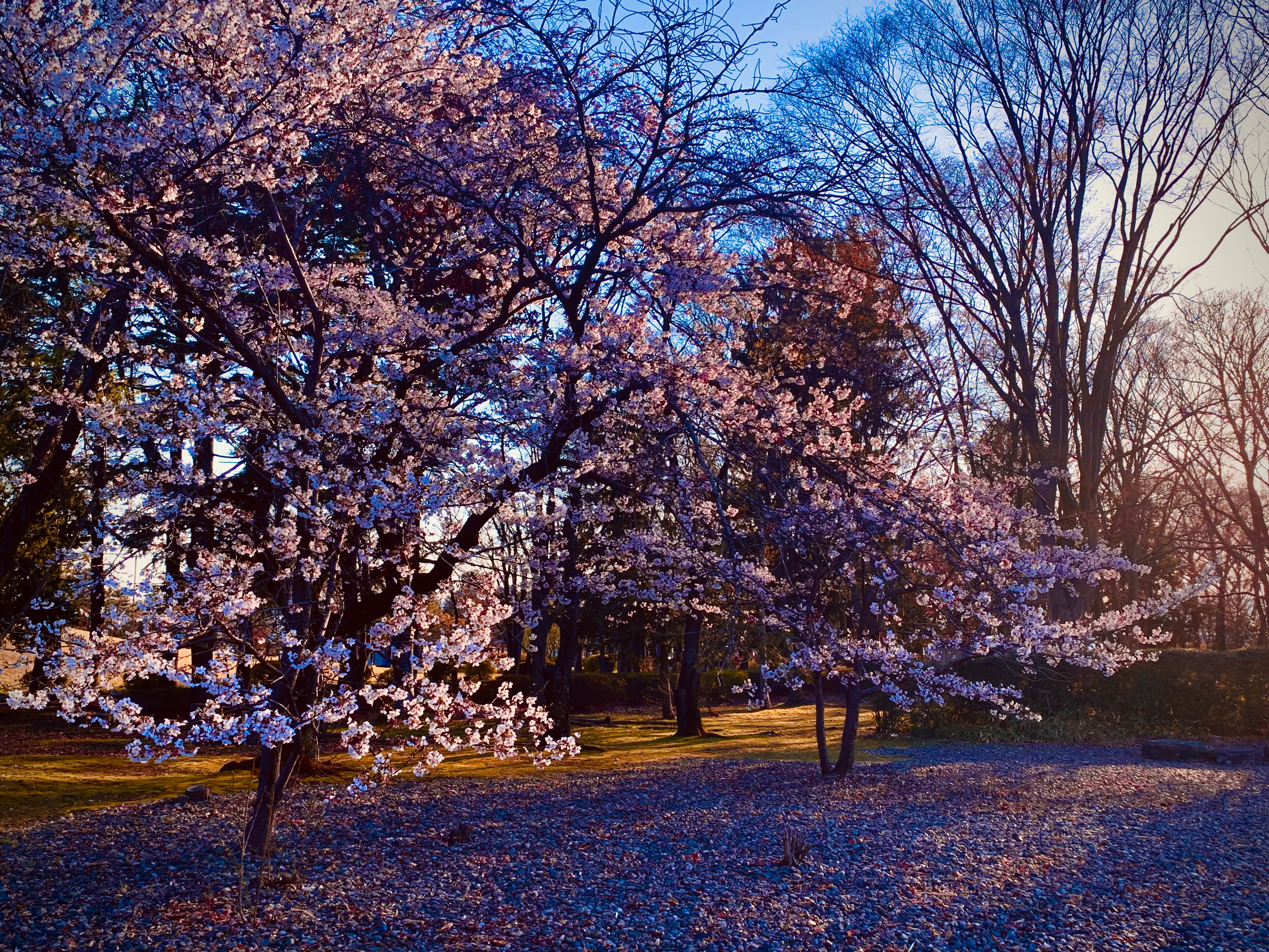 桜並木の花が咲く公園の小道