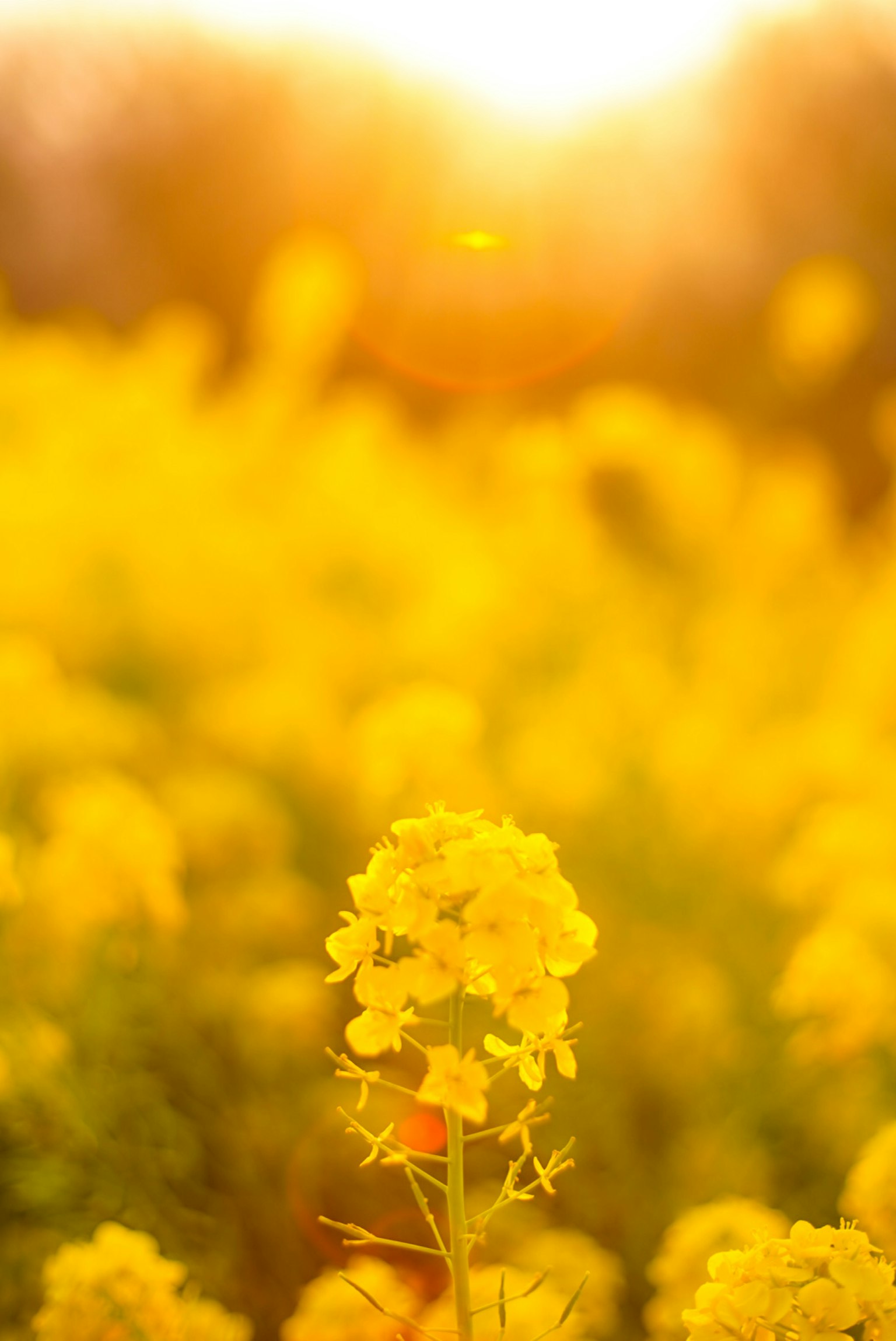 ทุ่งดอกไม้สีเหลืองที่มีแสงทองจากพระอาทิตย์ตกดิน
