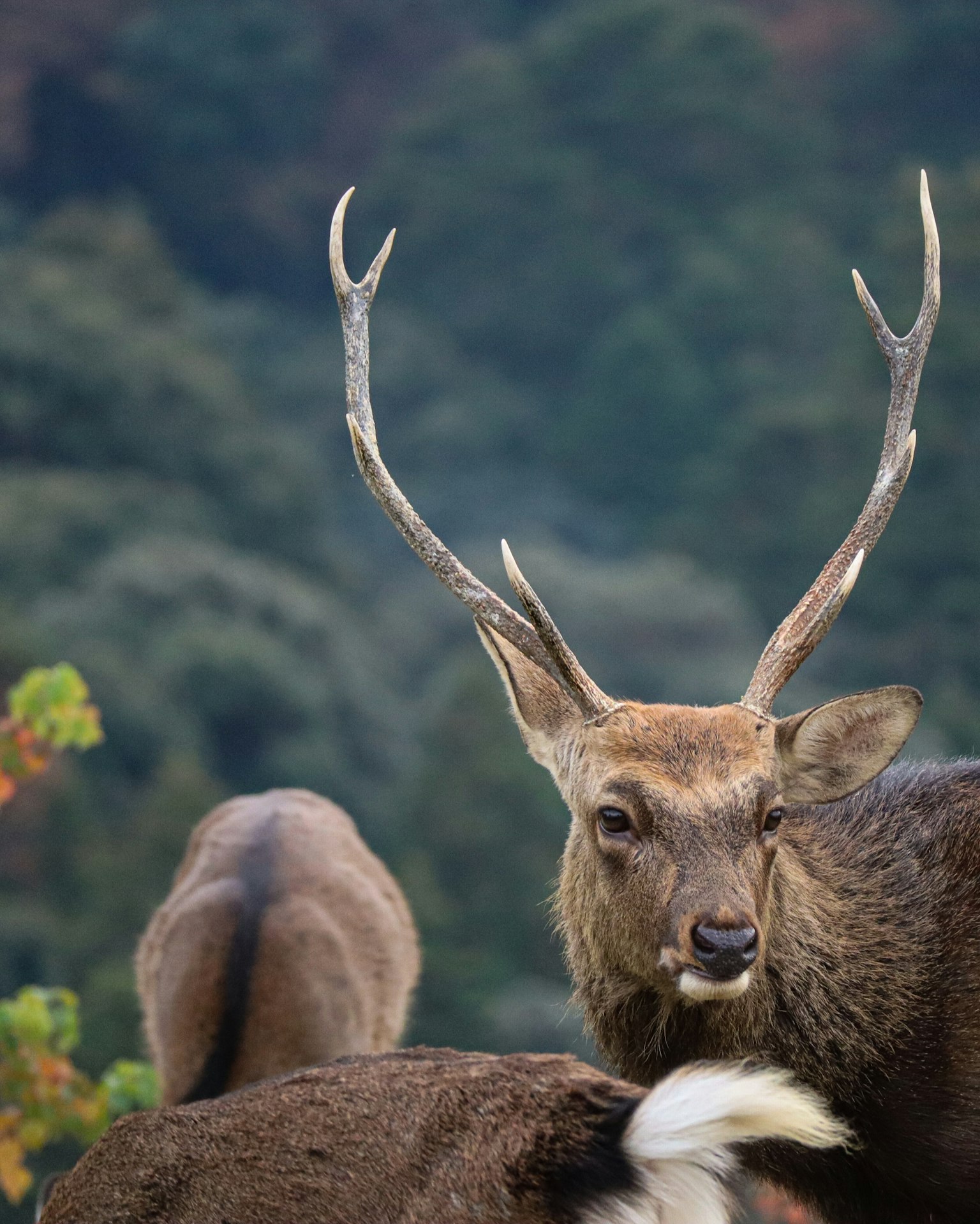 A deer with beautiful antlers gazing at the green forest background