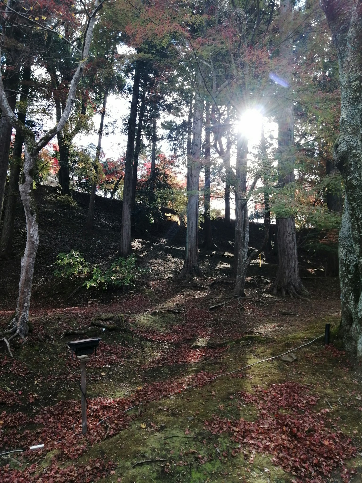 秋天森林中的小路 阳光透过树木洒下