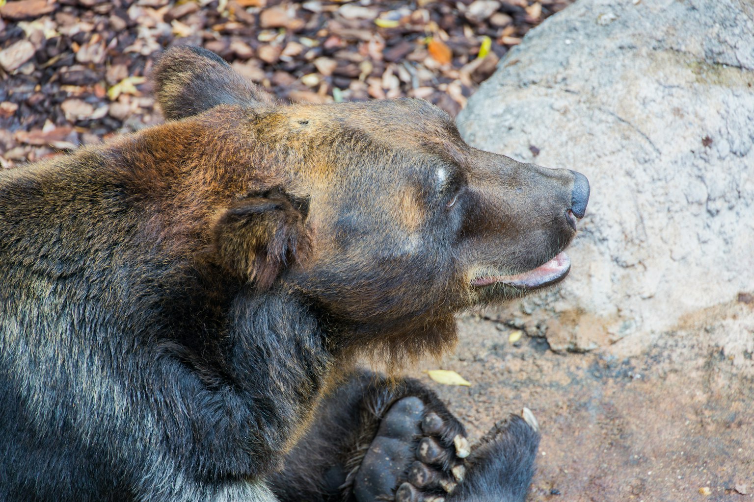 Un oso pardo descansando cerca de una roca