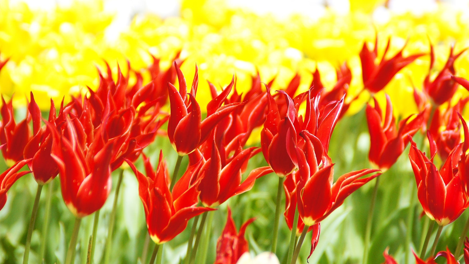Vibrantes tulipanes rojos floreciendo junto a flores amarillas brillantes
