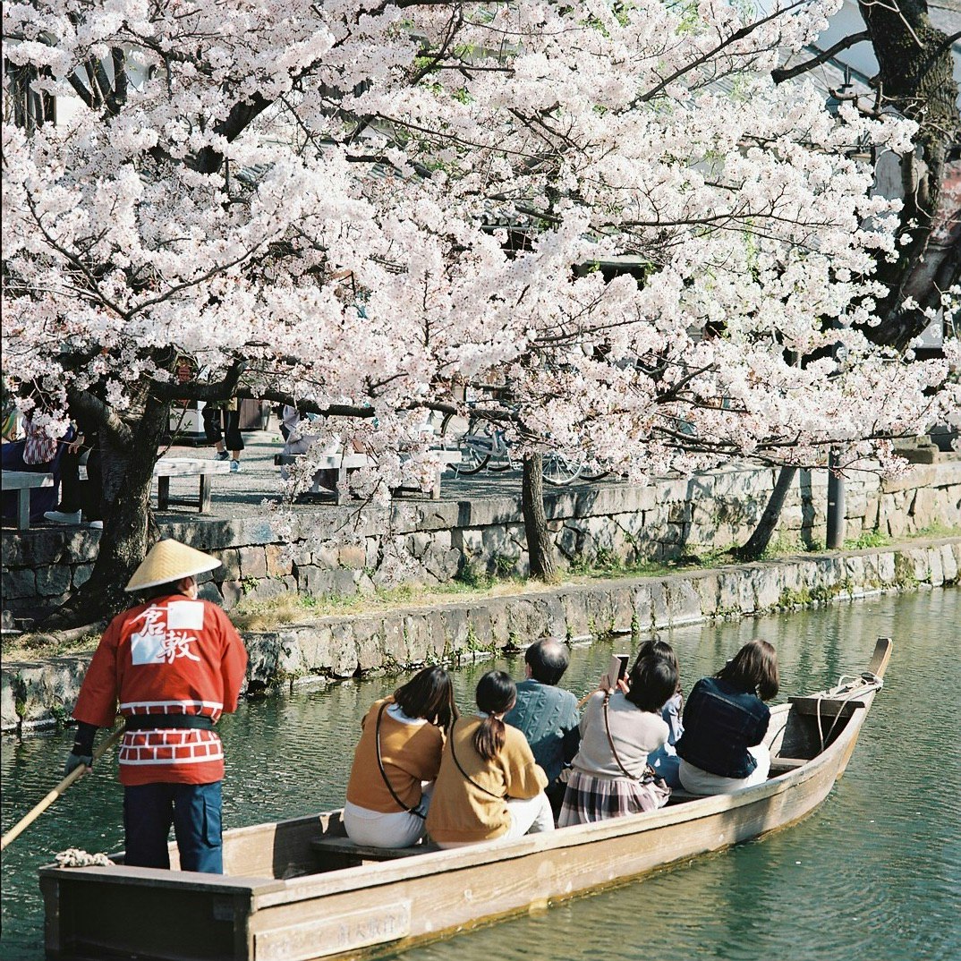 桜並木の川沿いを進む屋形船と観光客