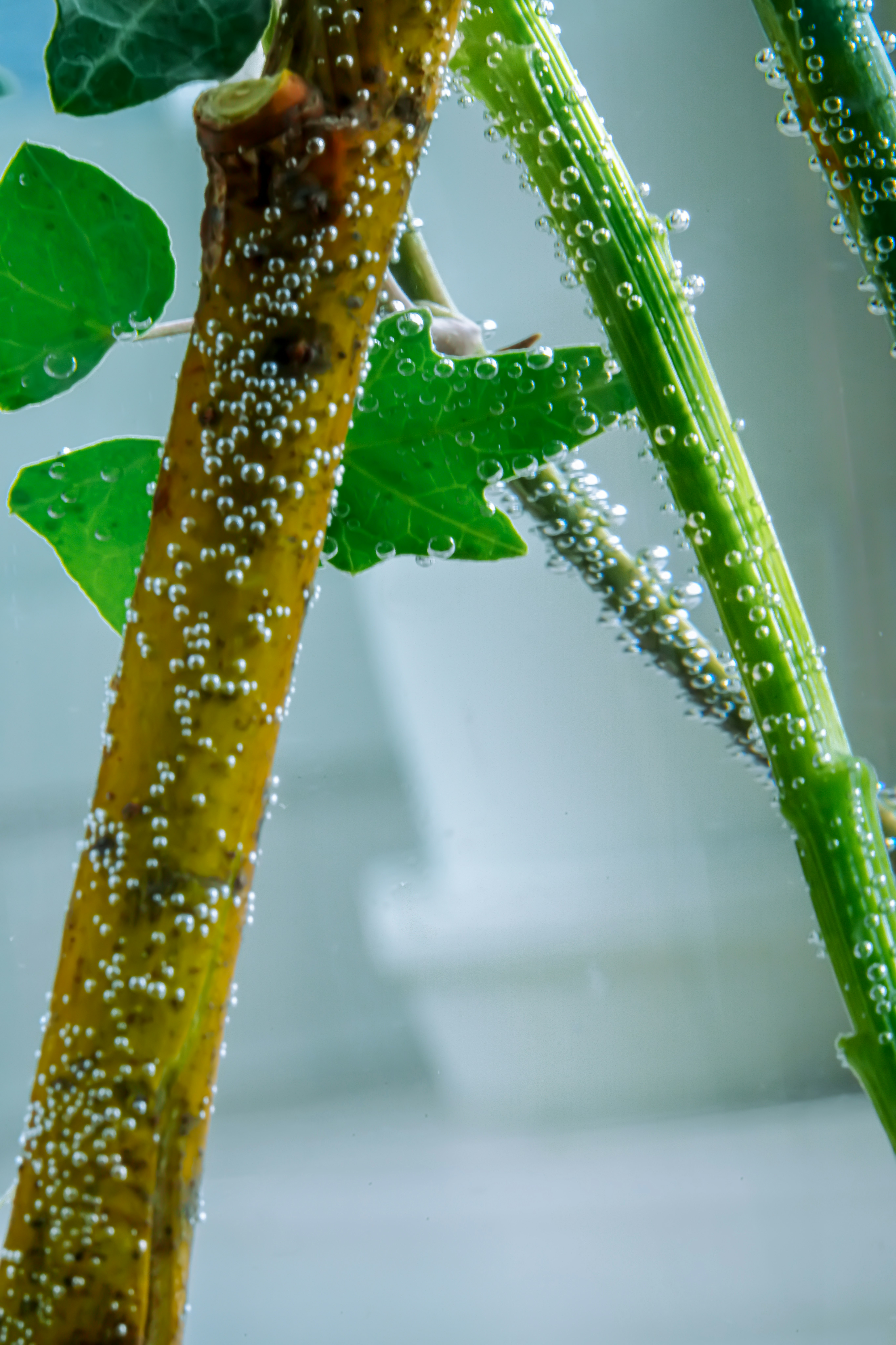 水滴の付いたアオイの茎と葉のマクロ画像