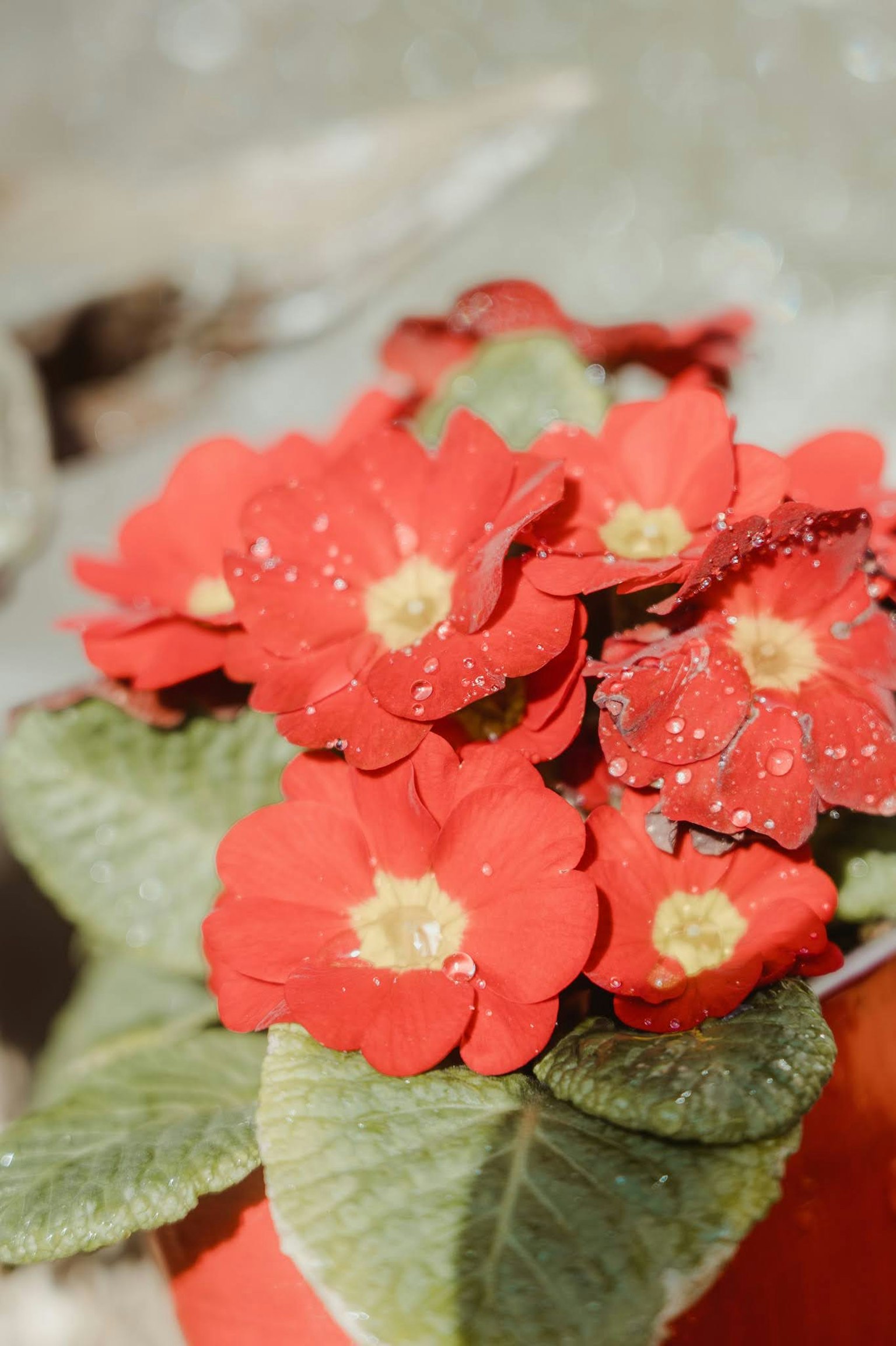 Pianta in vaso con fiori rossi vivaci e foglie verdi