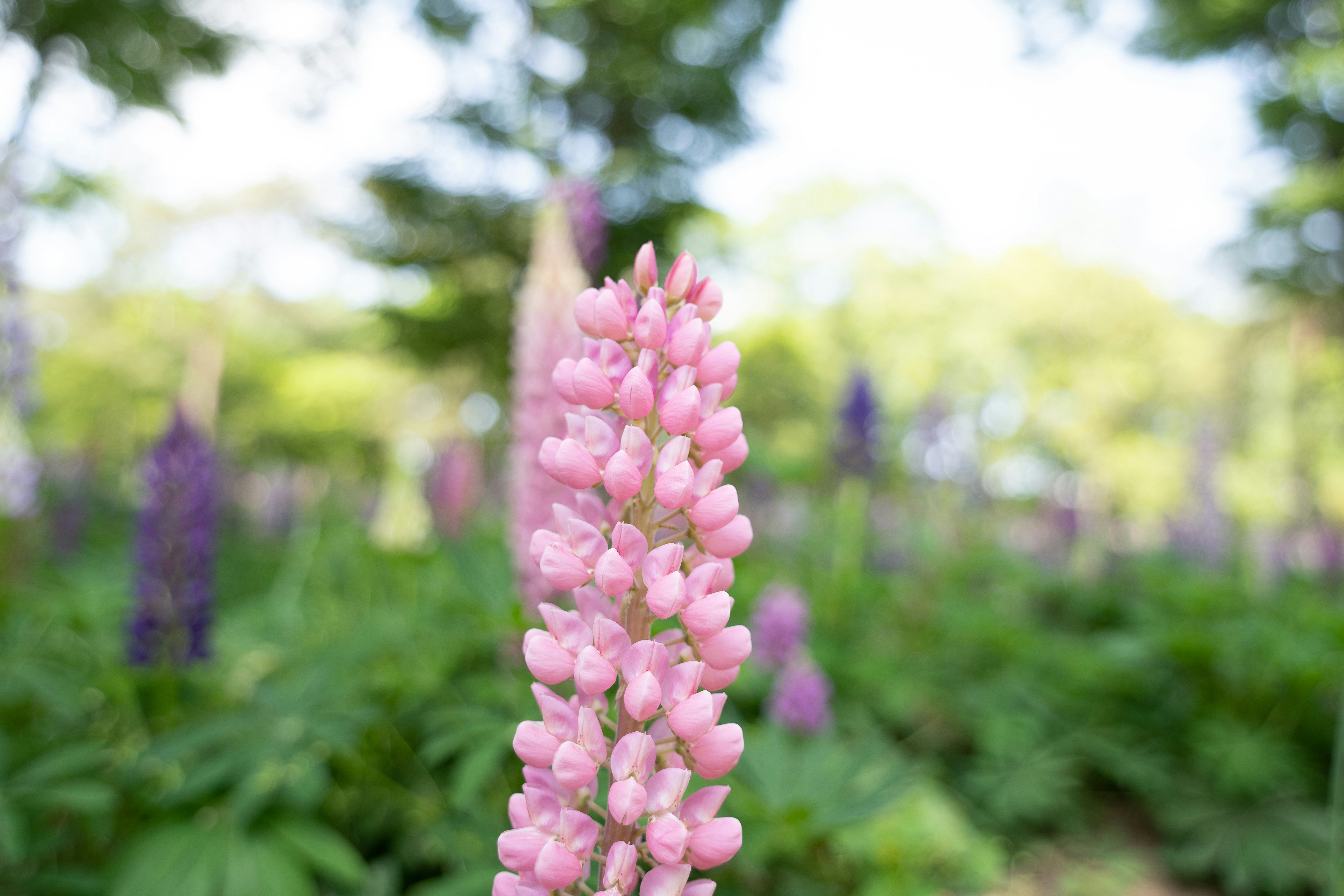 ピンクの花の穂が咲く庭のボケ背景