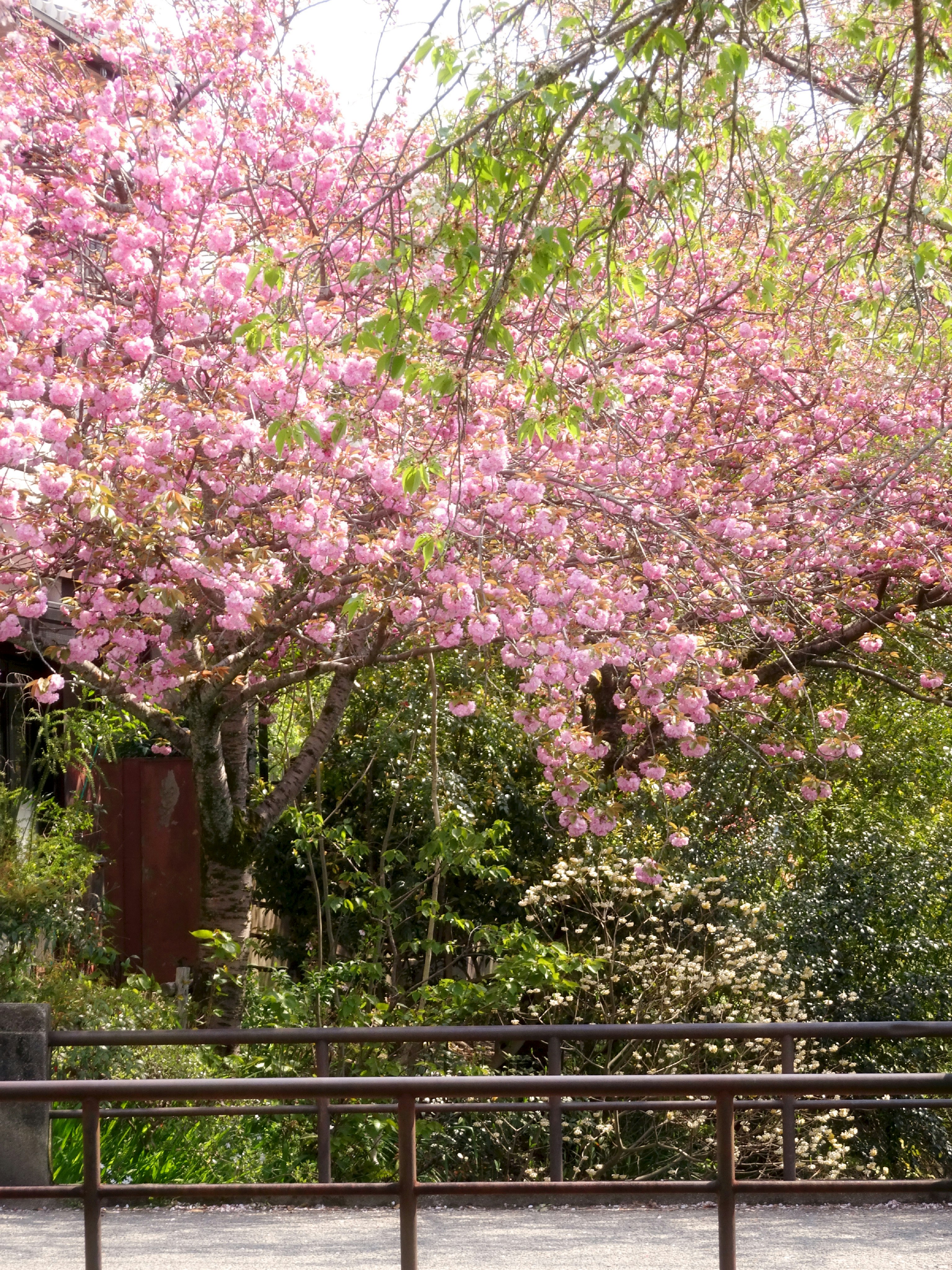桜の花が咲き誇る庭の木々と緑の生垣