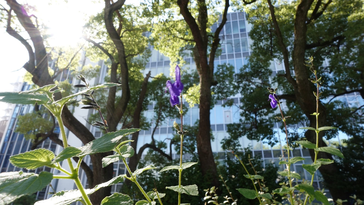 背景是高楼的紫色花朵和绿色叶子的场景