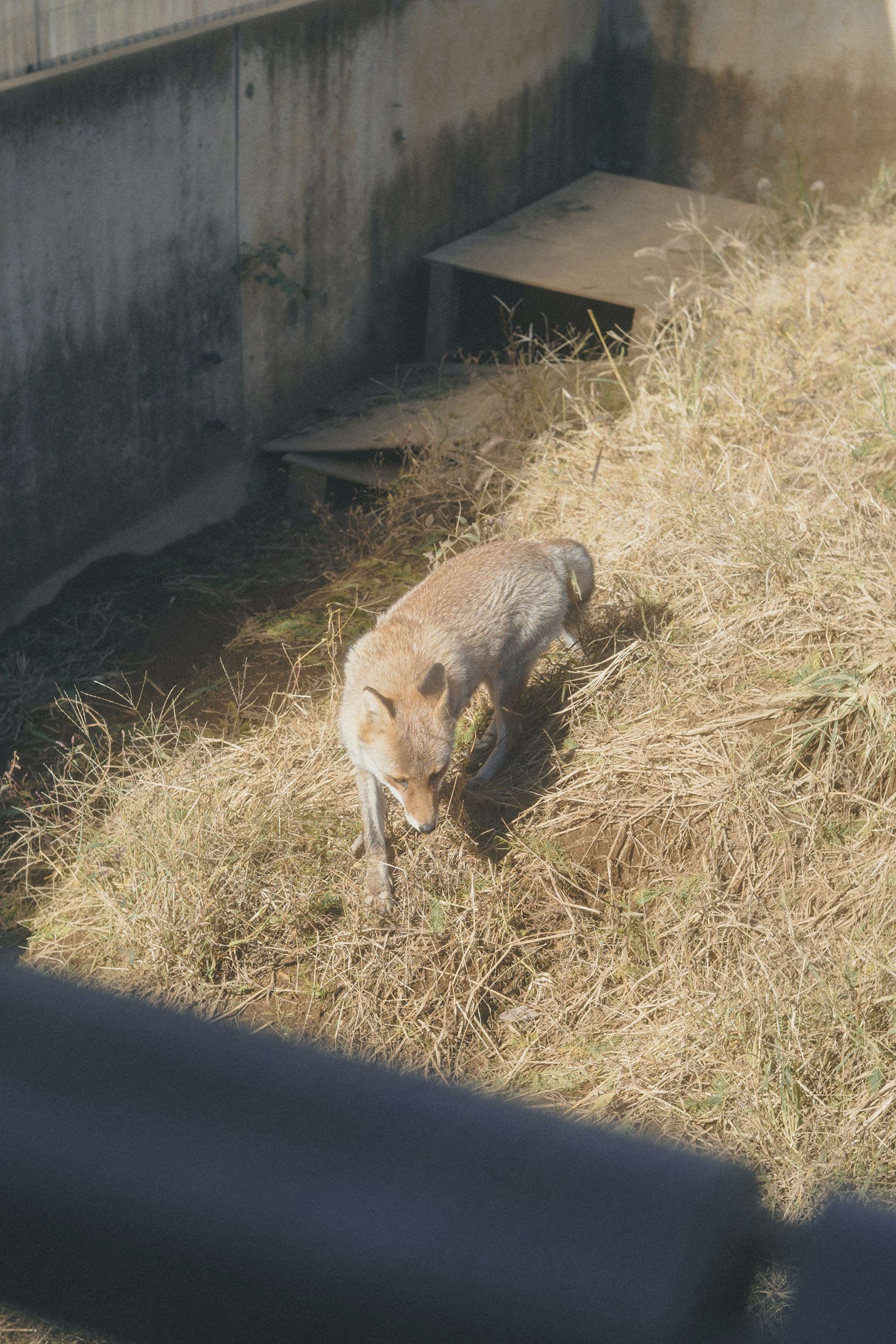 草の中を歩く犬の画像