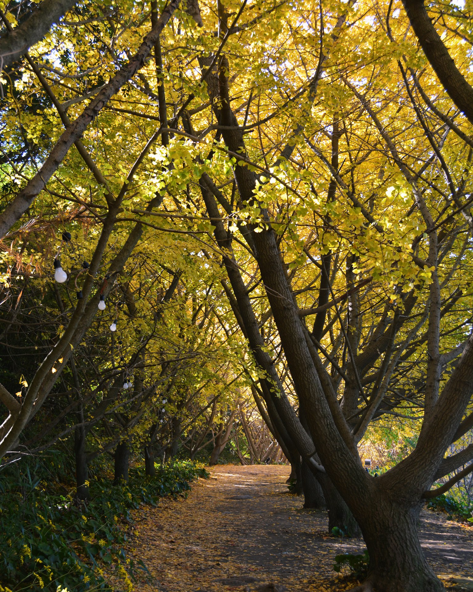 Pathway lined with yellow-leaved trees illuminated by sunlight