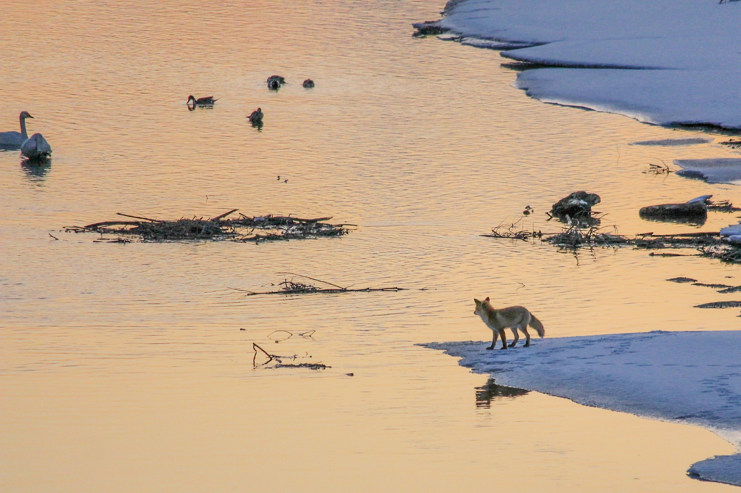 干潟を歩く犬と水辺の鳥たちのある夕景