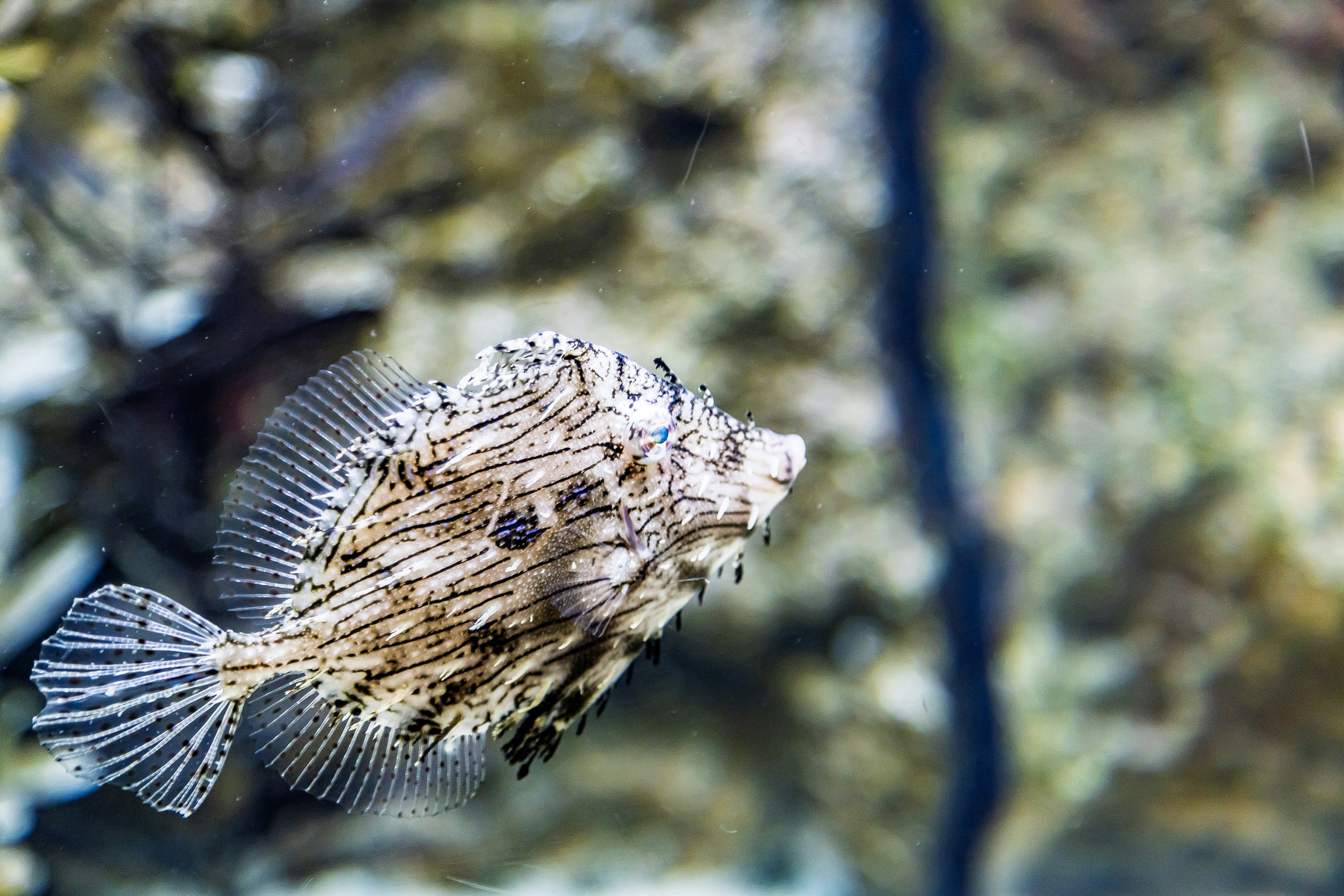 水族箱裡游動的河豚類魚