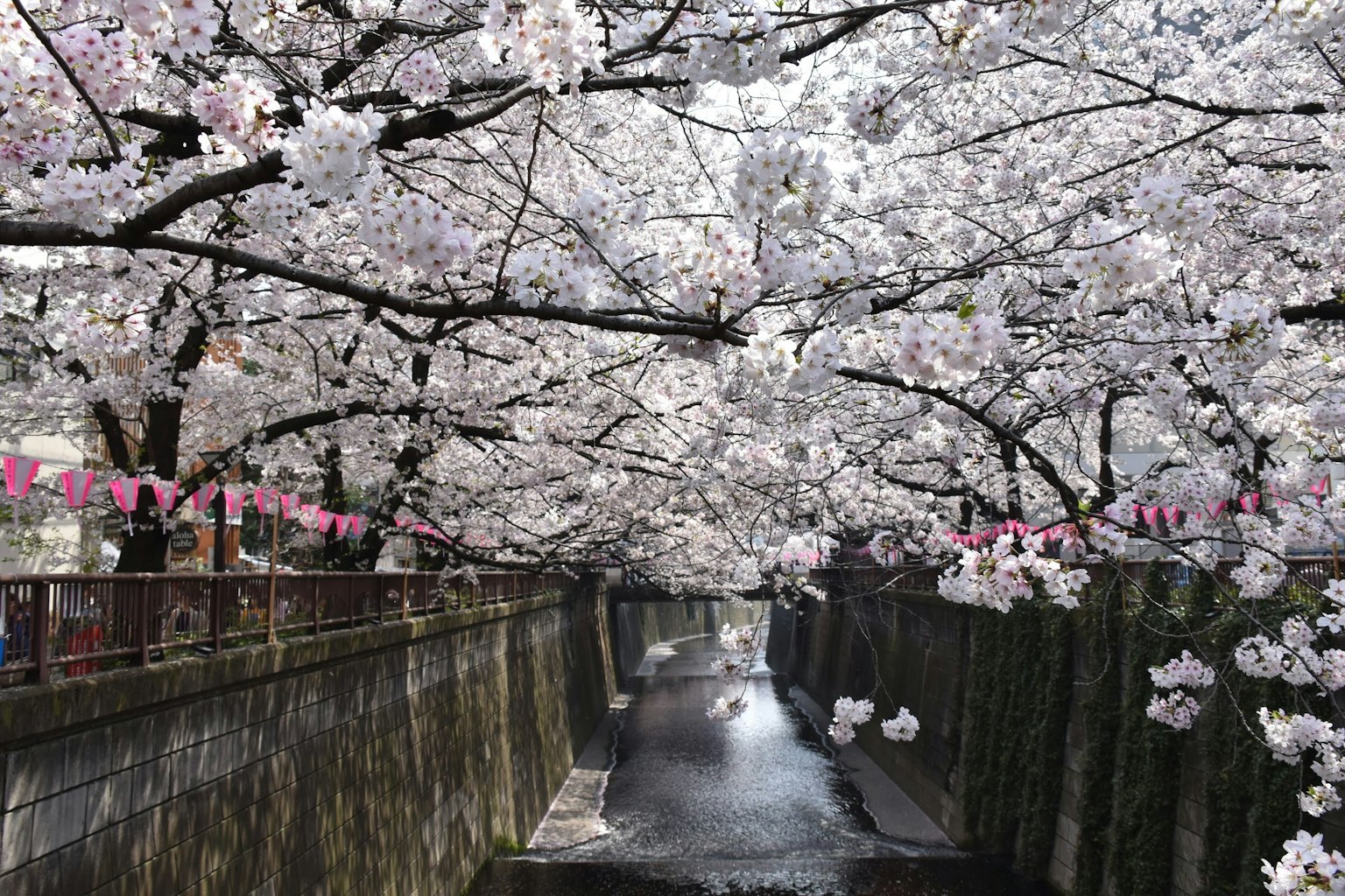 Árboles de cerezo en flor se arquean sobre un río sereno con decoraciones rosas