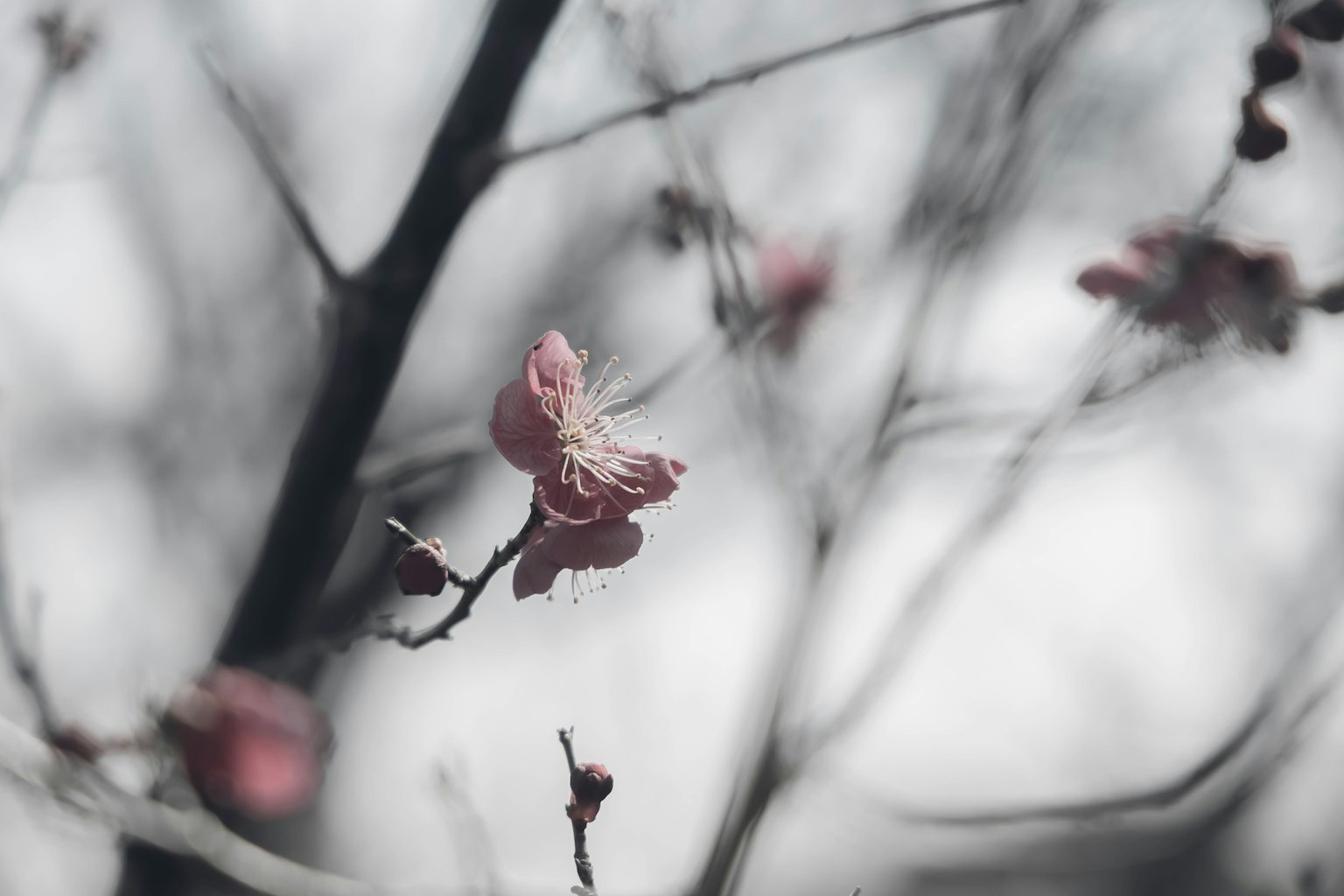 Delicate pink cherry blossoms blooming on branches