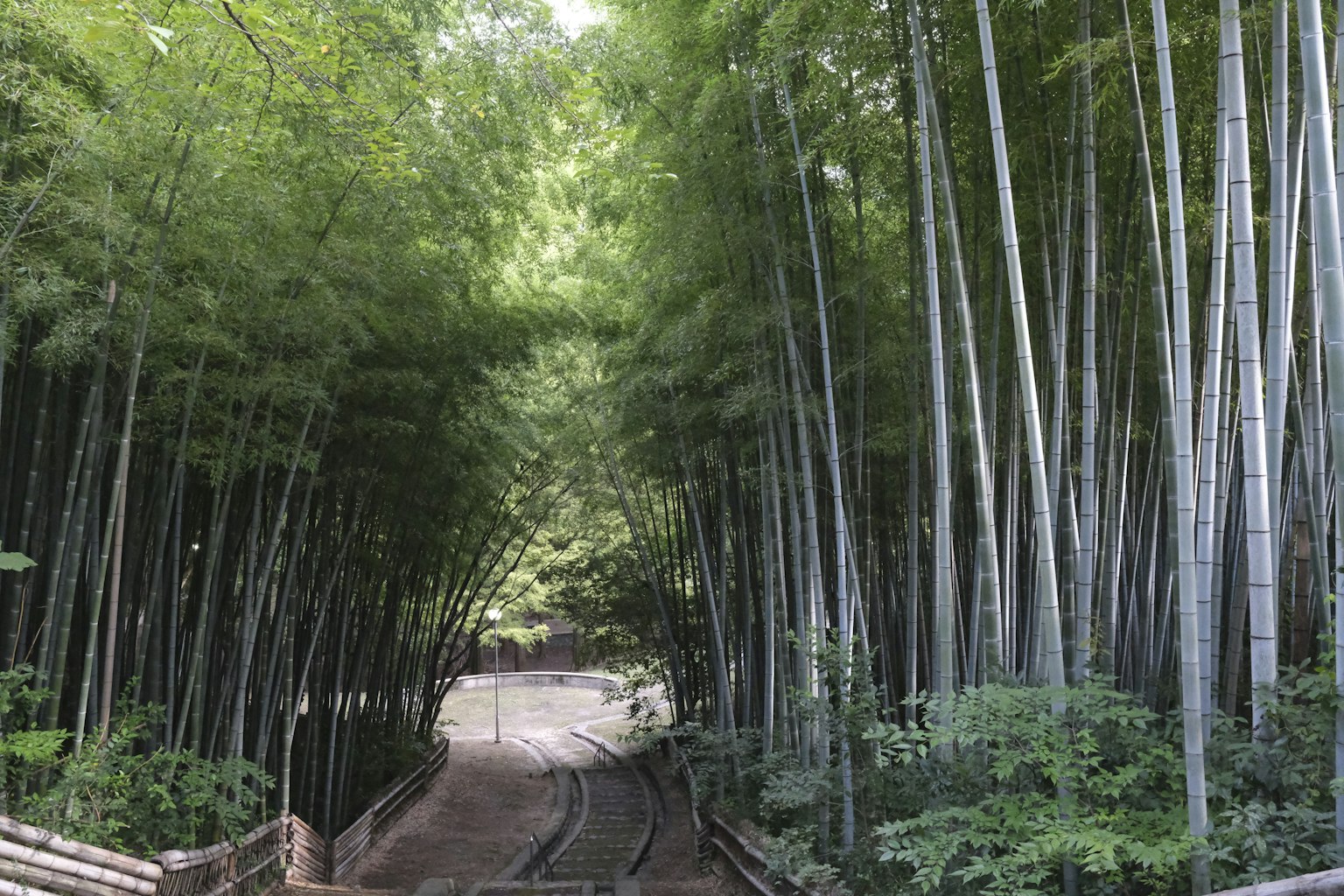 Lanskap hijau subur dengan jalan setapak melalui hutan bambu