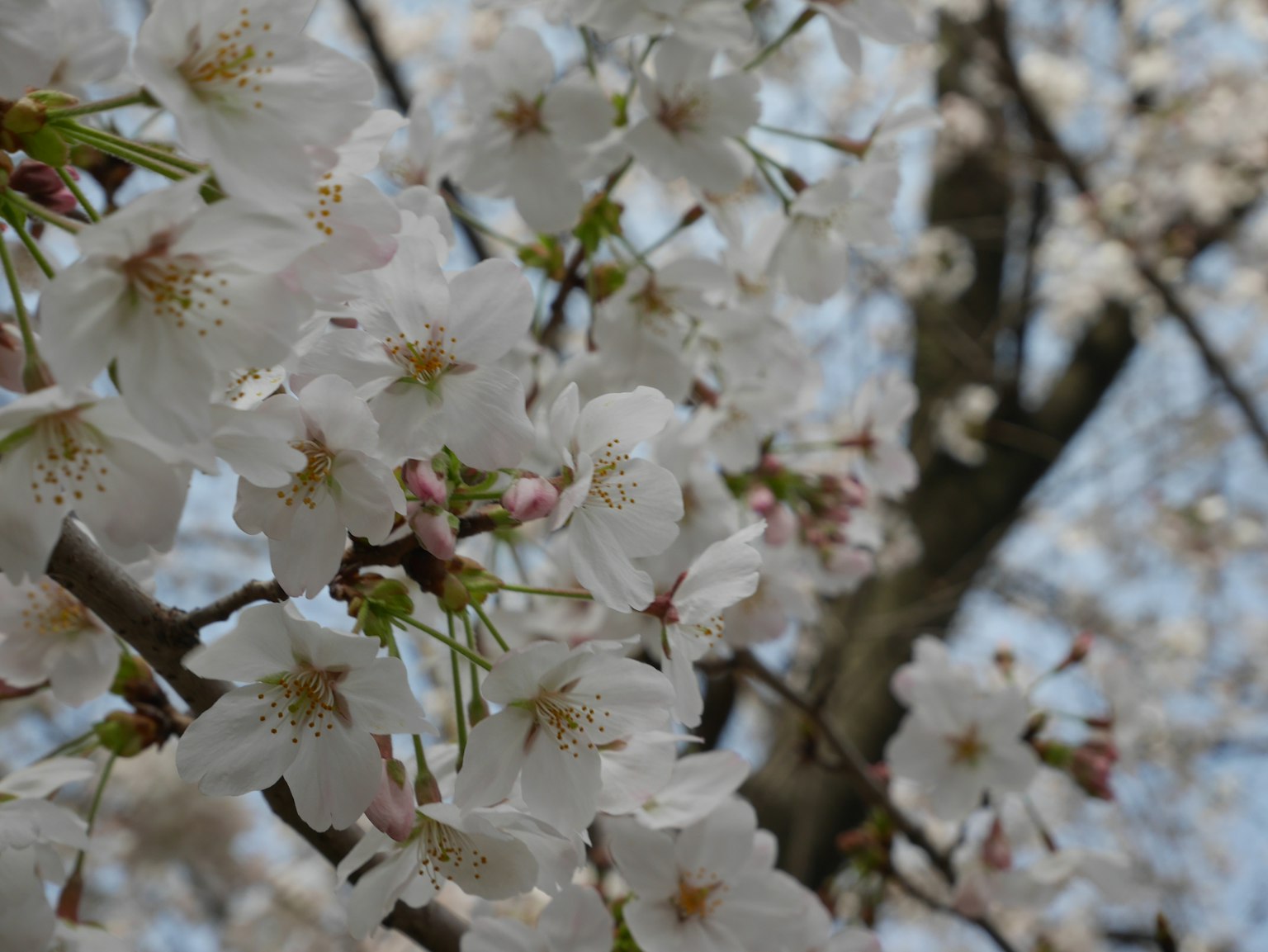 Close-up of white cherry blossoms on a tree