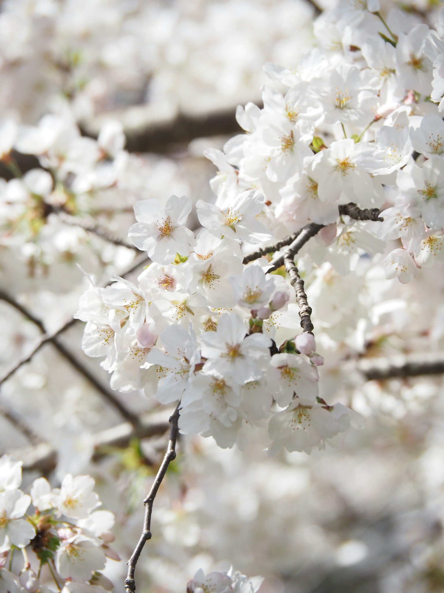 Close-up bunga sakura di dahan