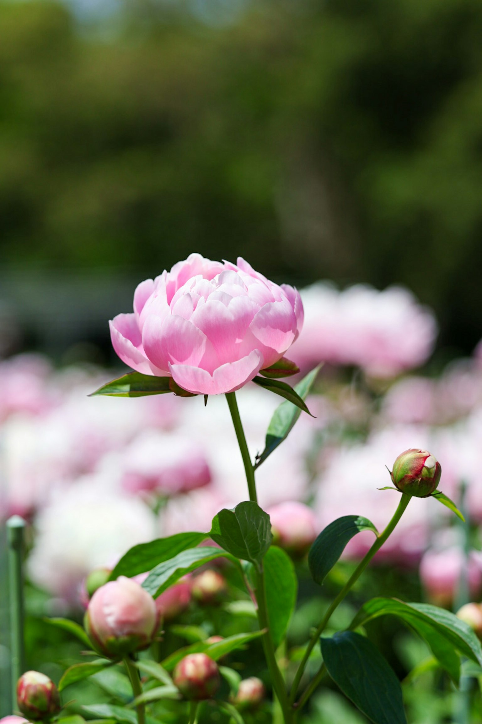 A beautiful peony flower with pink petals blooming