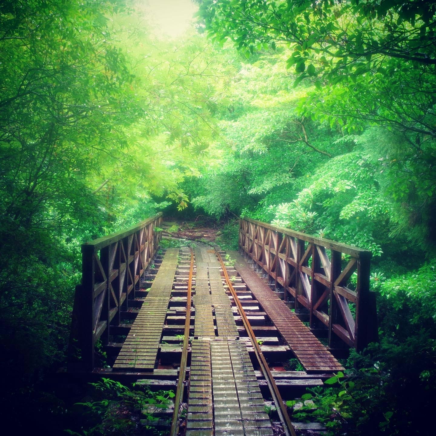 緑の森の中を走るレールのある小さな橋の風景