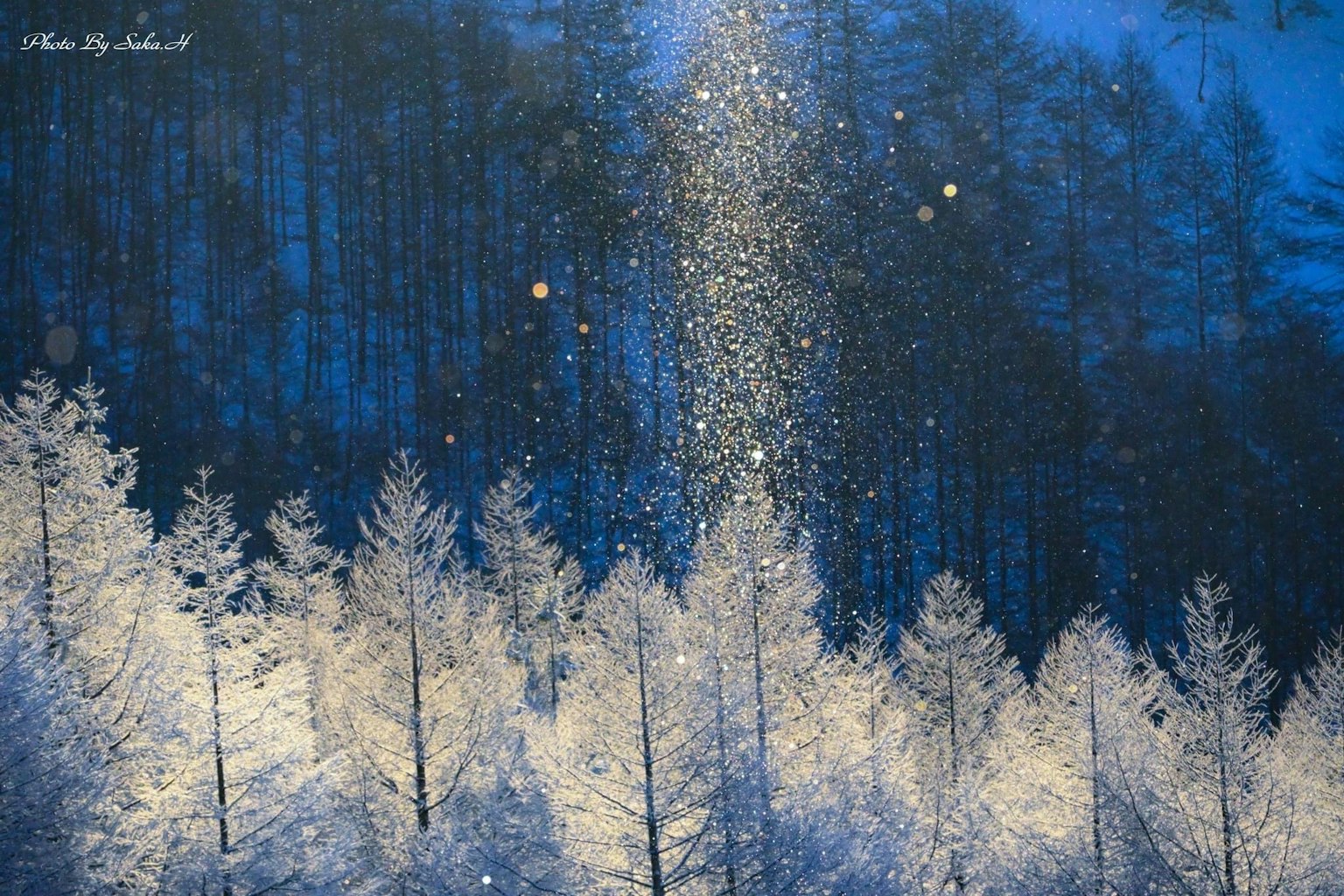 蓝色天空下白色树木和降雪的宁静冬季场景