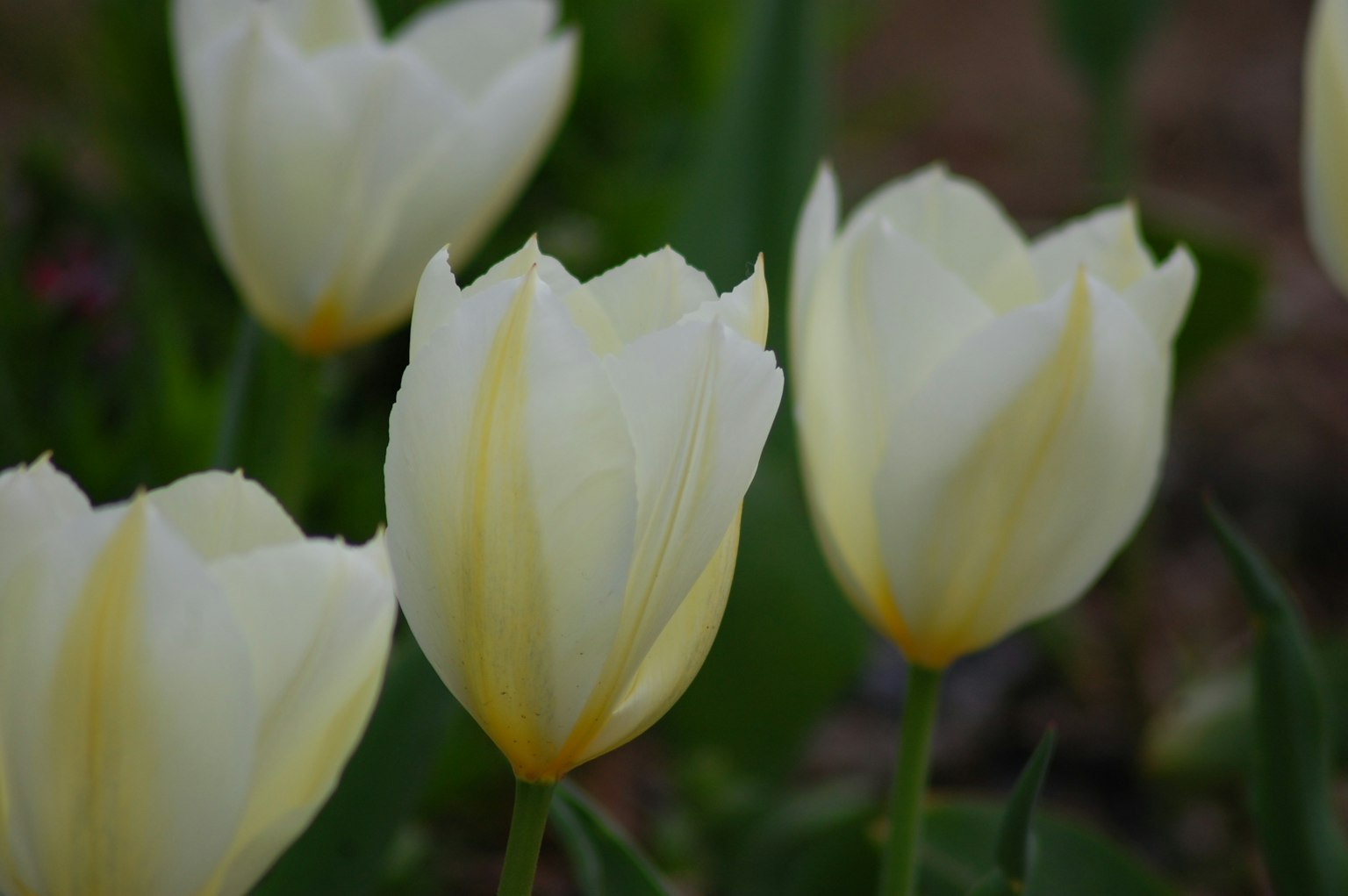Primo piano di tulipani bianchi con accenti gialli