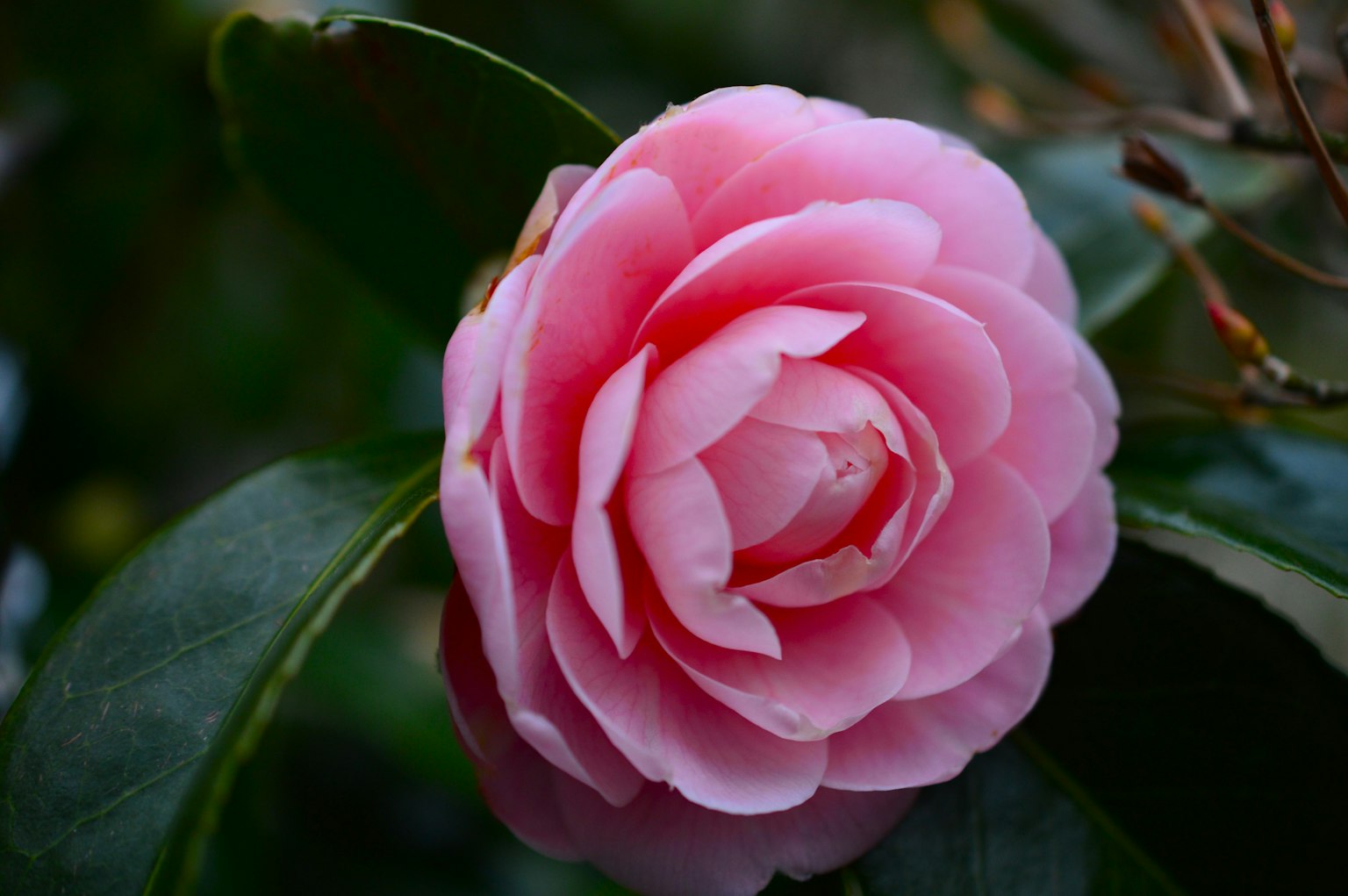 Bunga kamelia pink yang indah dengan daun hijau
