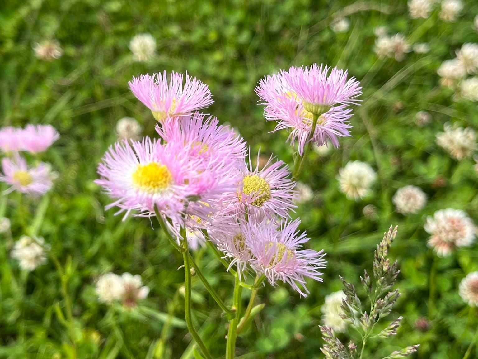 Nahaufnahme von Wildblumen mit rosa Blüten und grünem Hintergrund