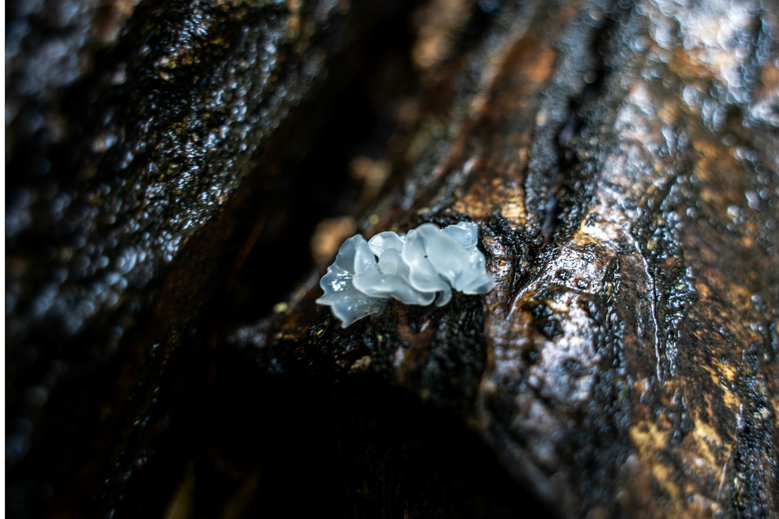 Larva transparente en un tronco de árbol