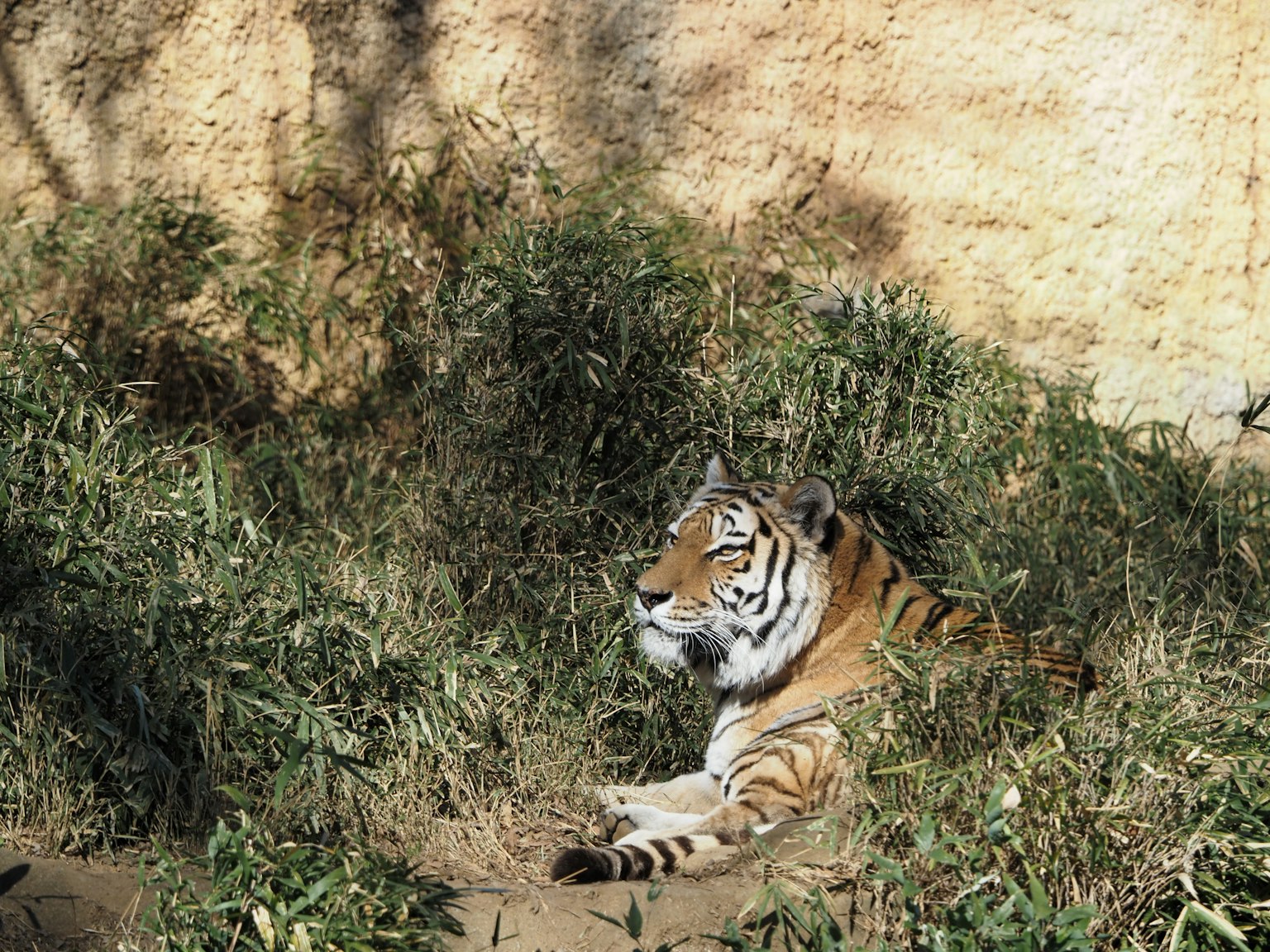 Tigre che riposa nell'erba con uno sfondo di tonalità terrose