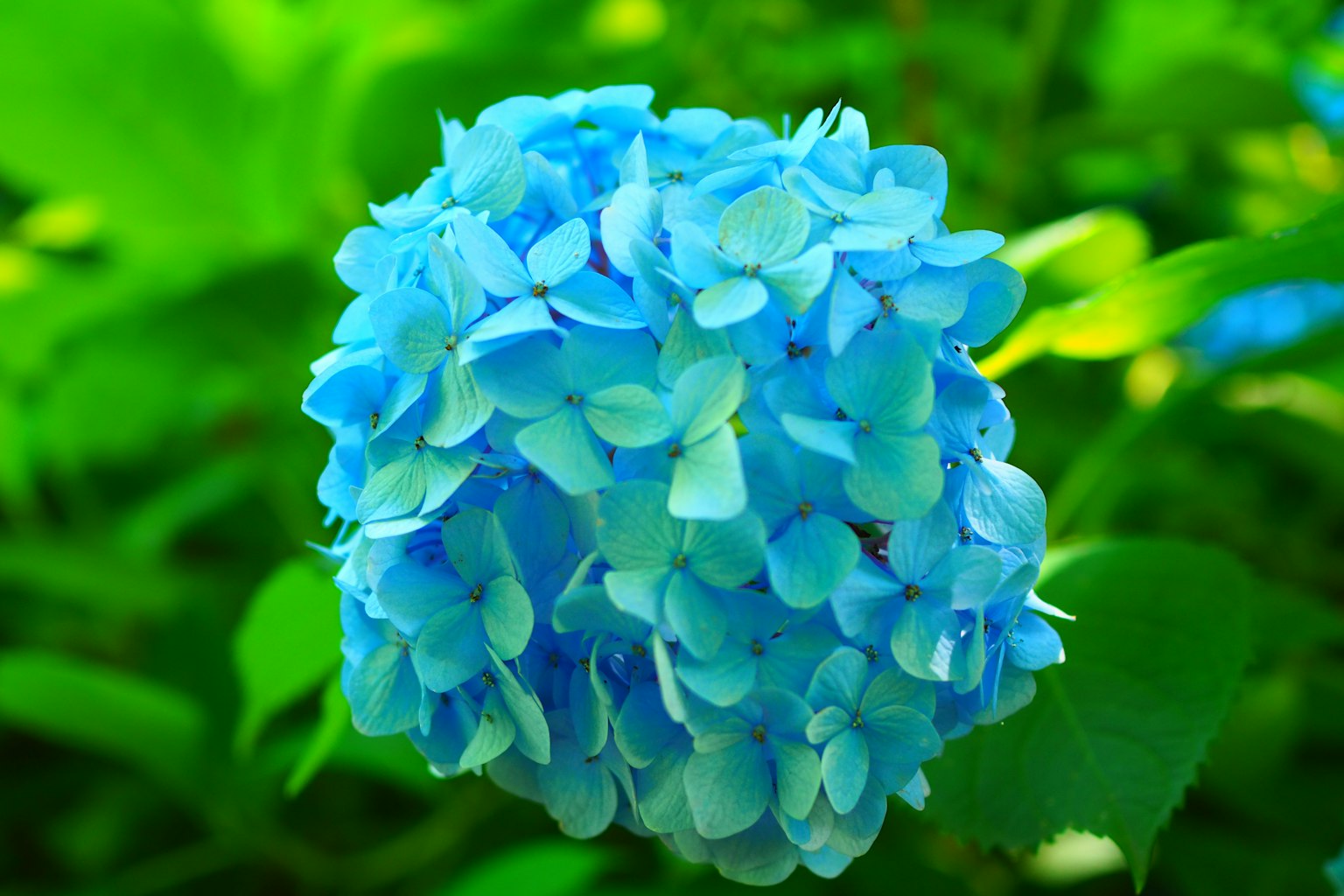 Bunga hydrangea biru mekar di antara daun hijau