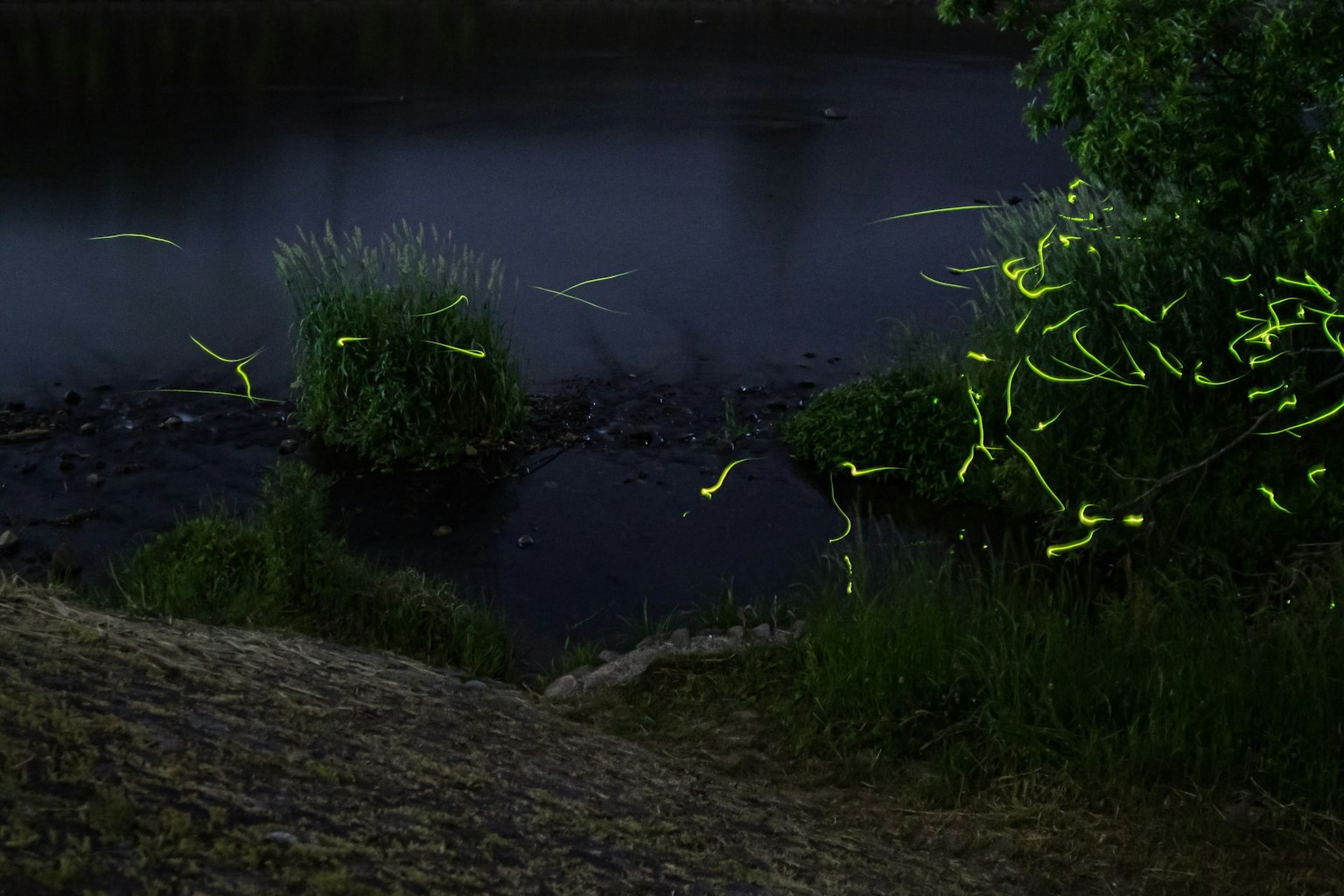 A serene scene of glowing fireflies along a dark riverbank with lush greenery