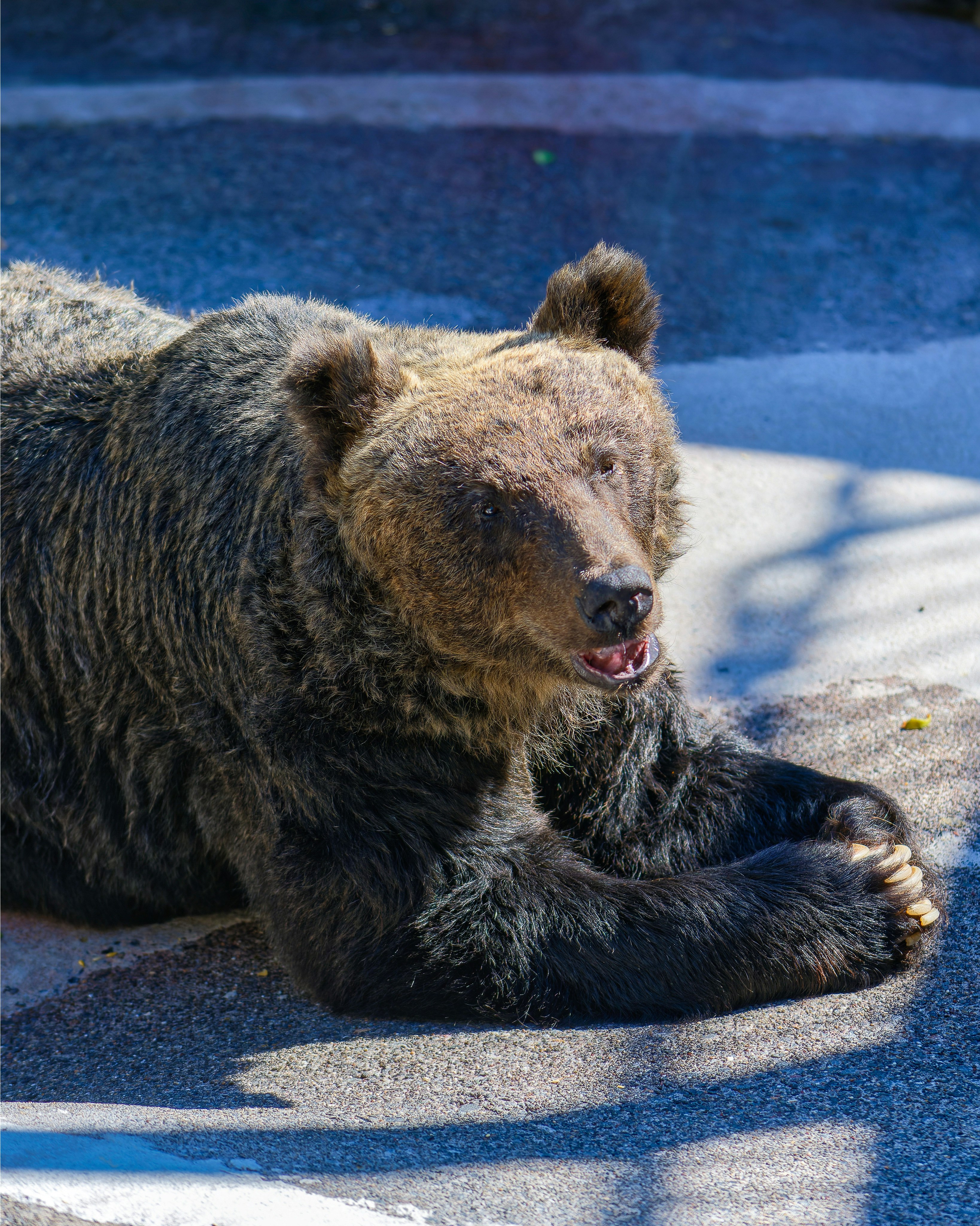ein liegender Braunbär auf einer Straße