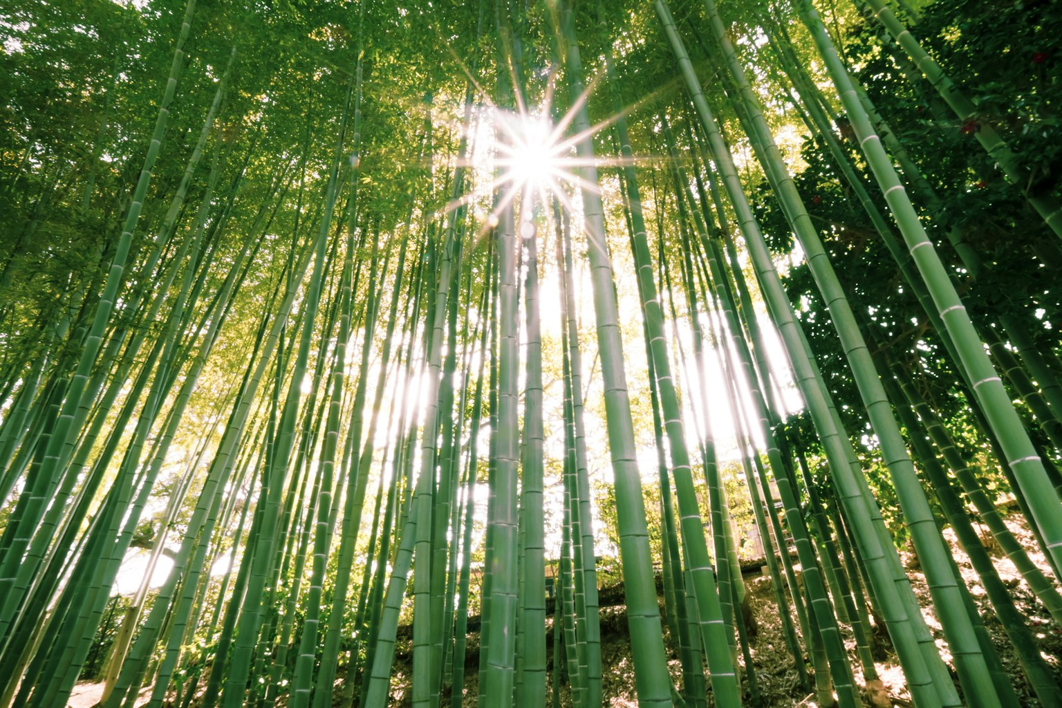 Lumière du soleil filtrant à travers une dense forêt de bambous