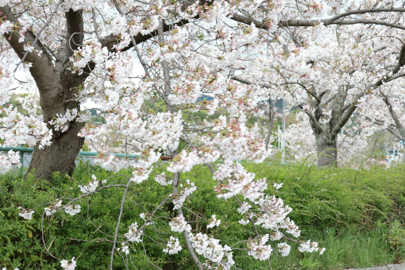 Alberi di ciliegio in fiore con fiori bianchi