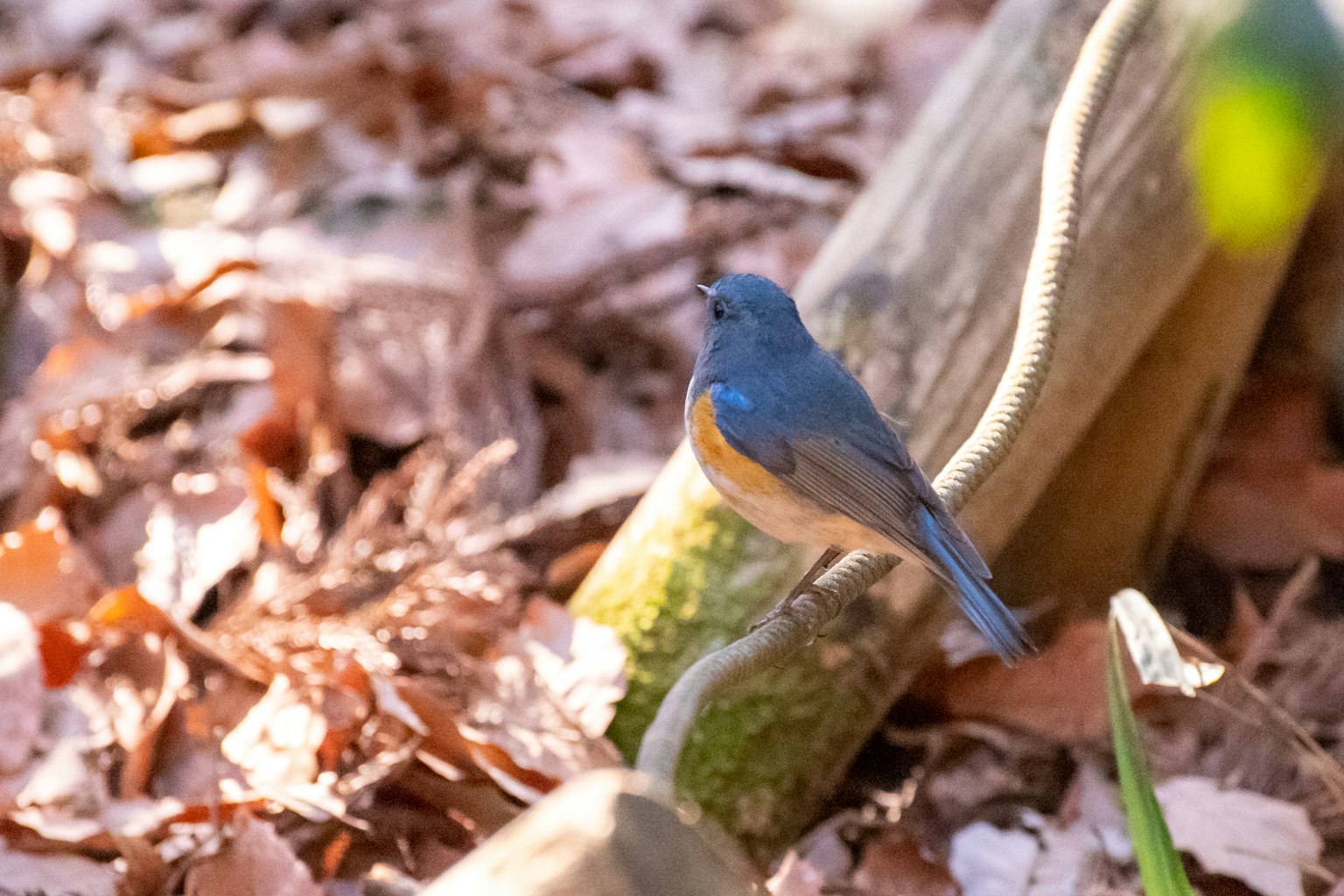 Un pájaro azul posado en un tronco rodeado de hojas caídas