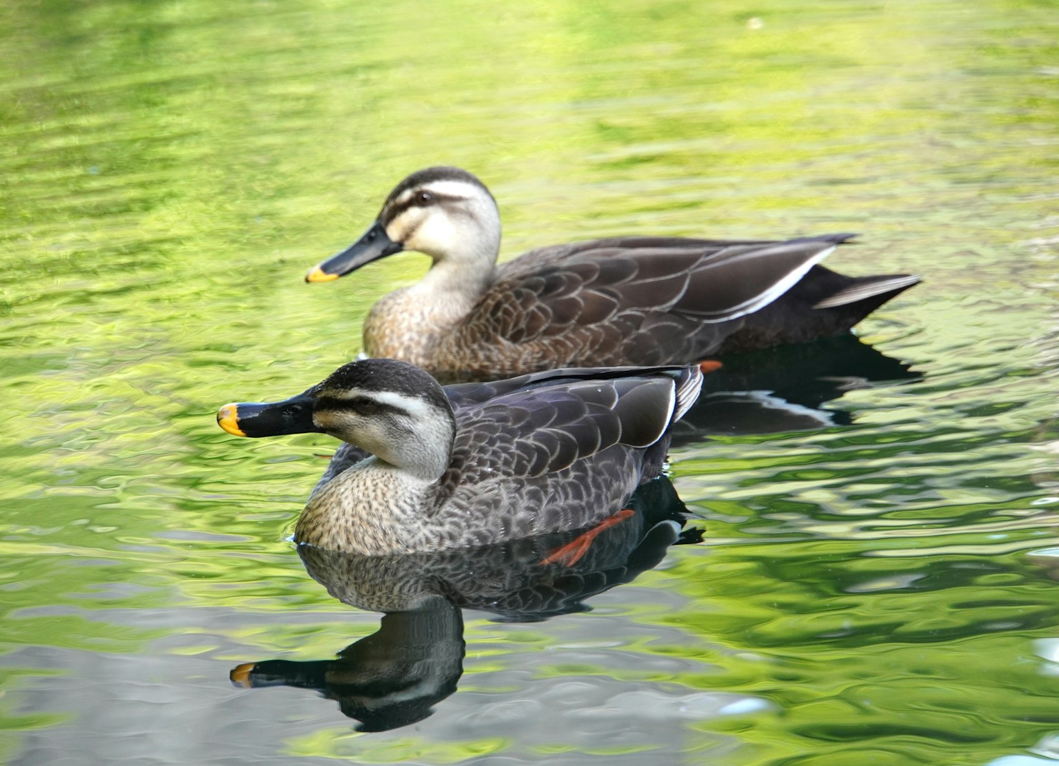 Due anatre che galleggiano sull'acqua con uno sfondo verde riflesso sulla superficie